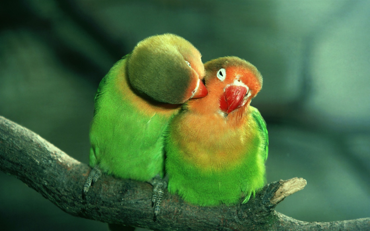 윈도우 7 배경 화면 : 아름다운 새들 #1 - 1440x900