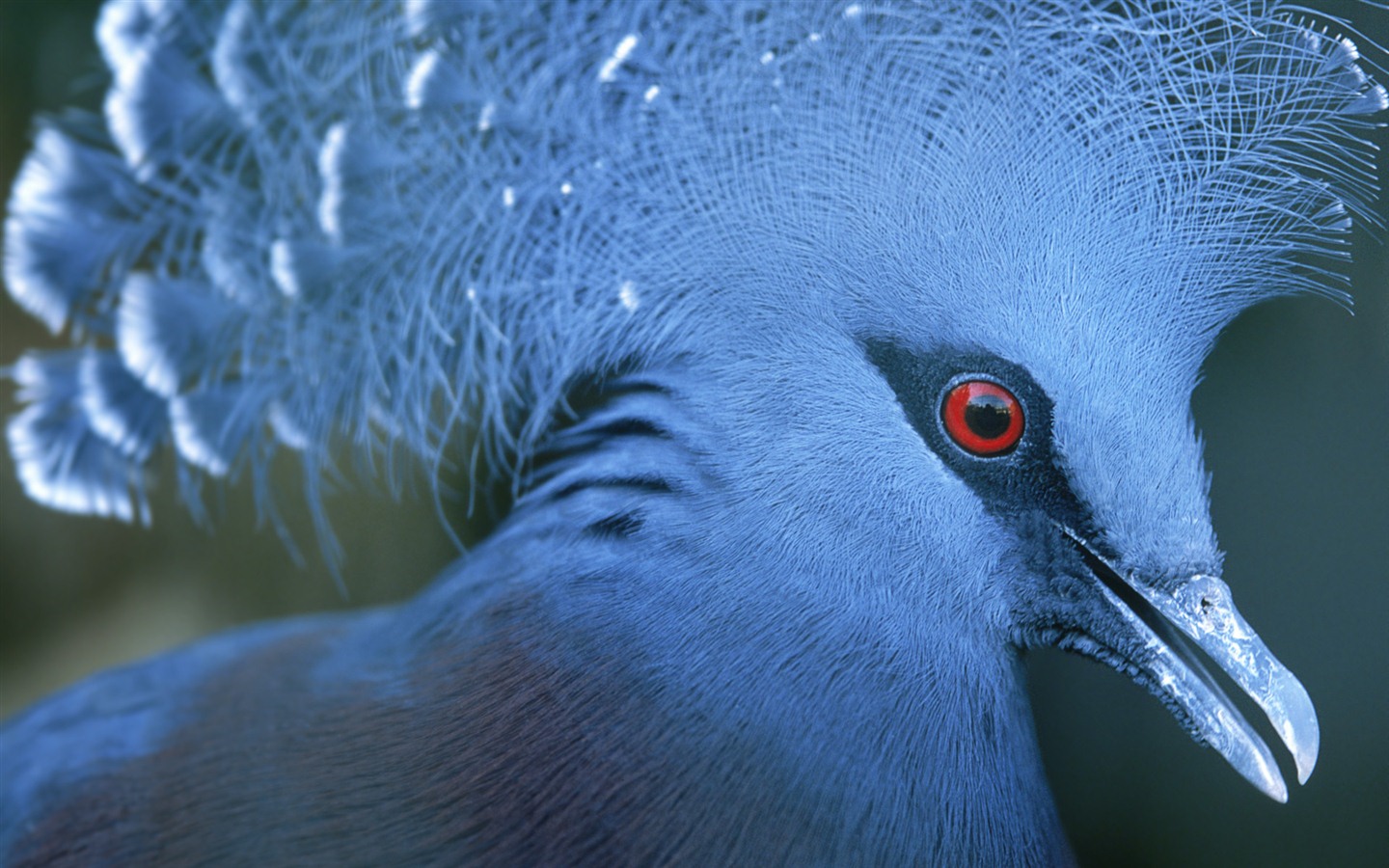윈도우 7 배경 화면 : 아름다운 새들 #7 - 1440x900