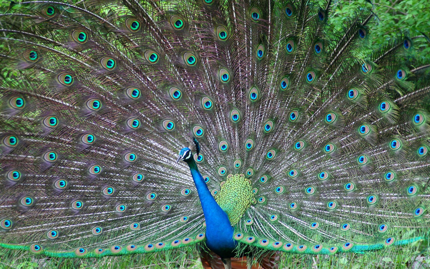 윈도우 7 배경 화면 : 아름다운 새들 #12 - 1440x900
