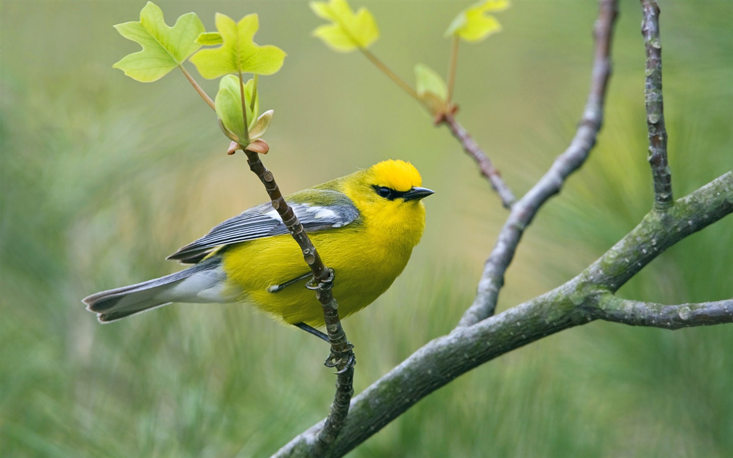 윈도우 7 배경 화면 : 아름다운 새들 #13 - 1440x900