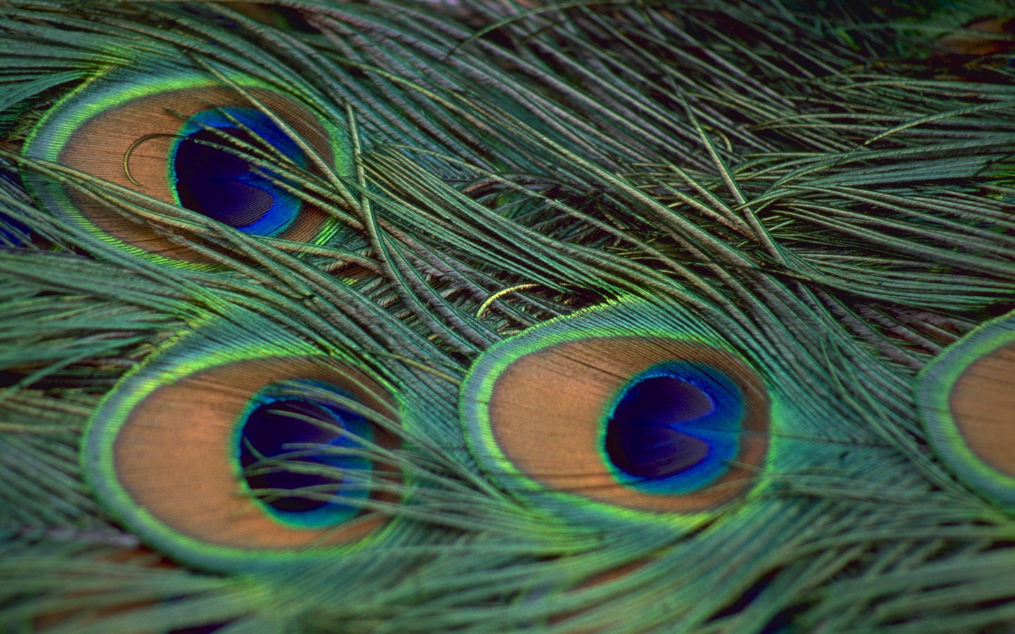 Windows 7 Fond d'écran: beaux oiseaux #14 - 1440x900