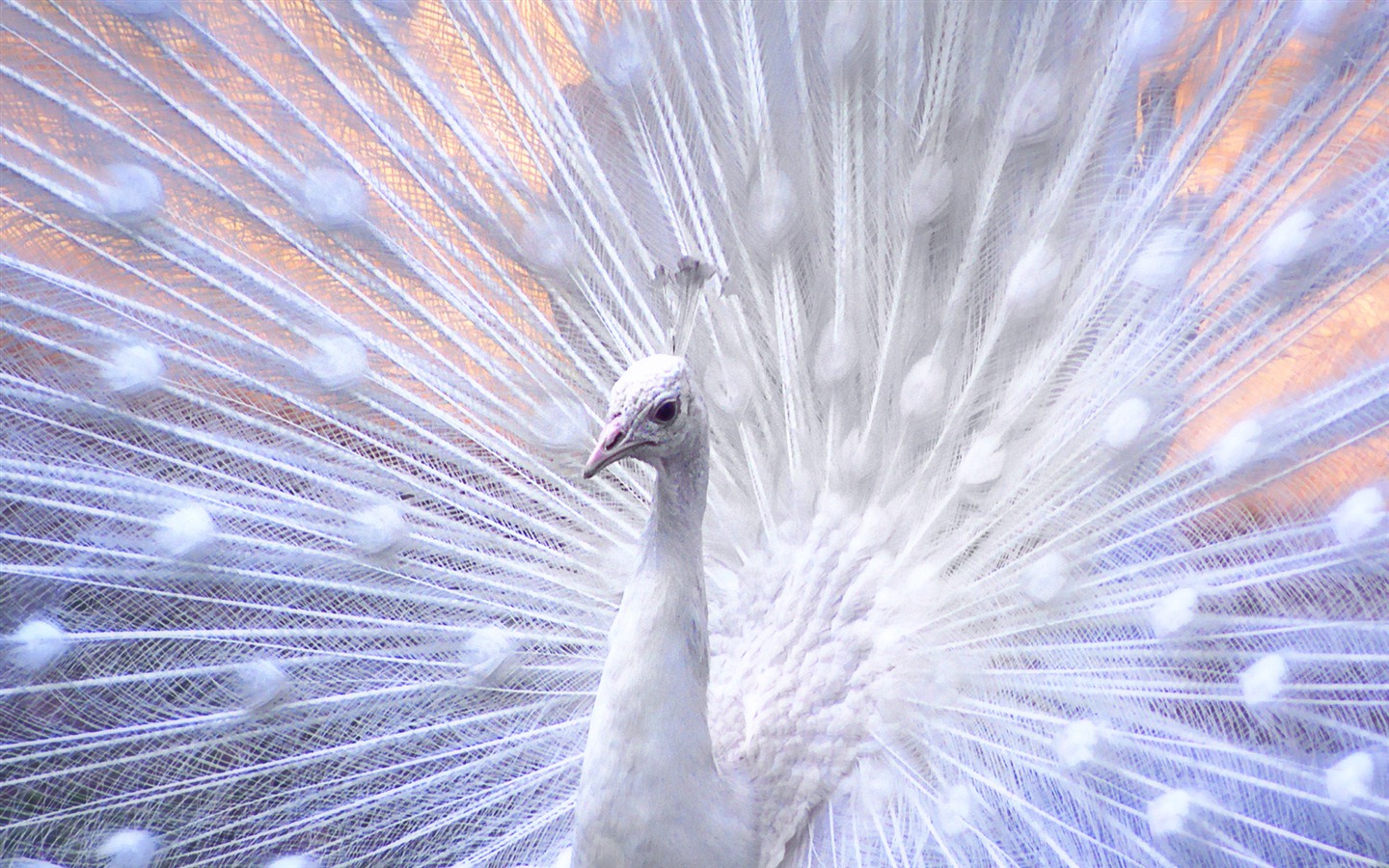 윈도우 7 배경 화면 : 아름다운 새들 #15 - 1440x900