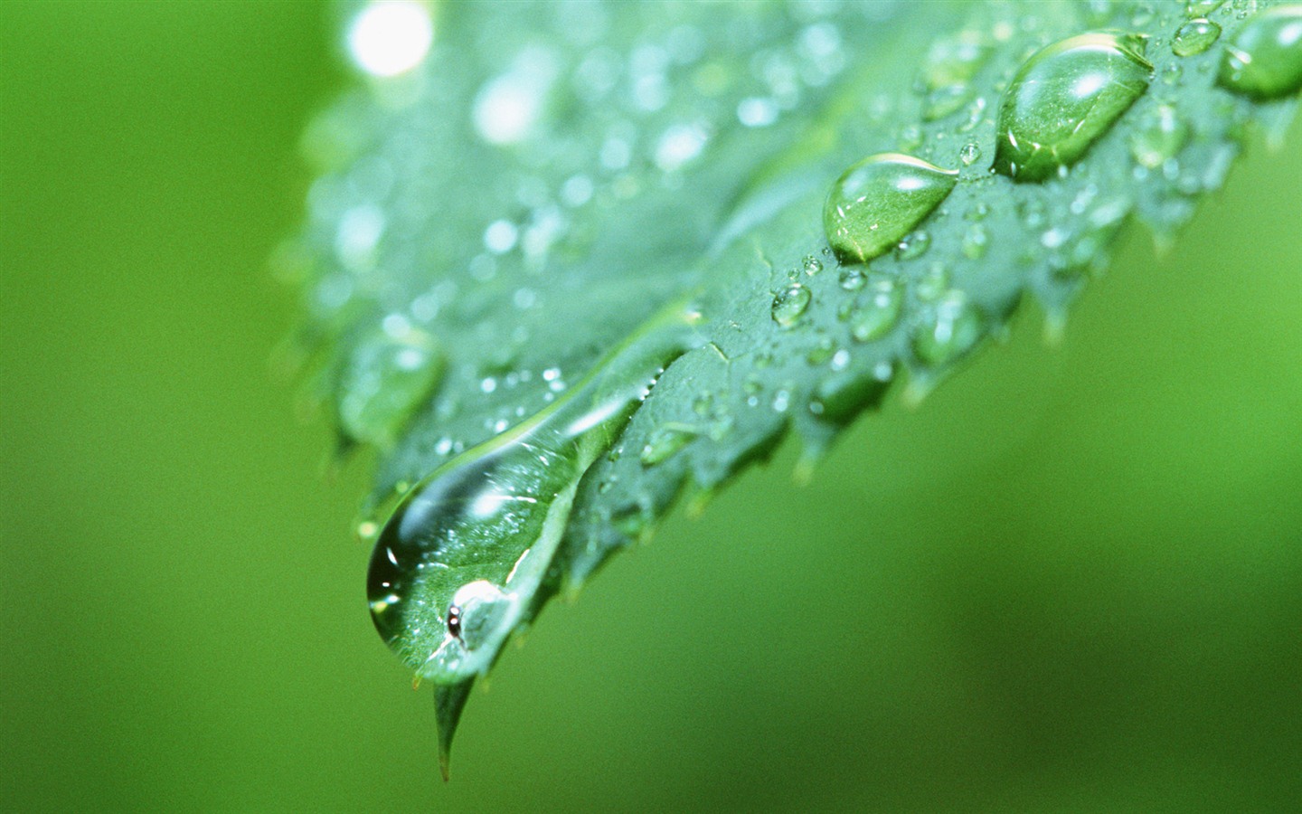 Feuille verte avec des papiers peints de l'eau des gouttelettes HD #10 - 1440x900