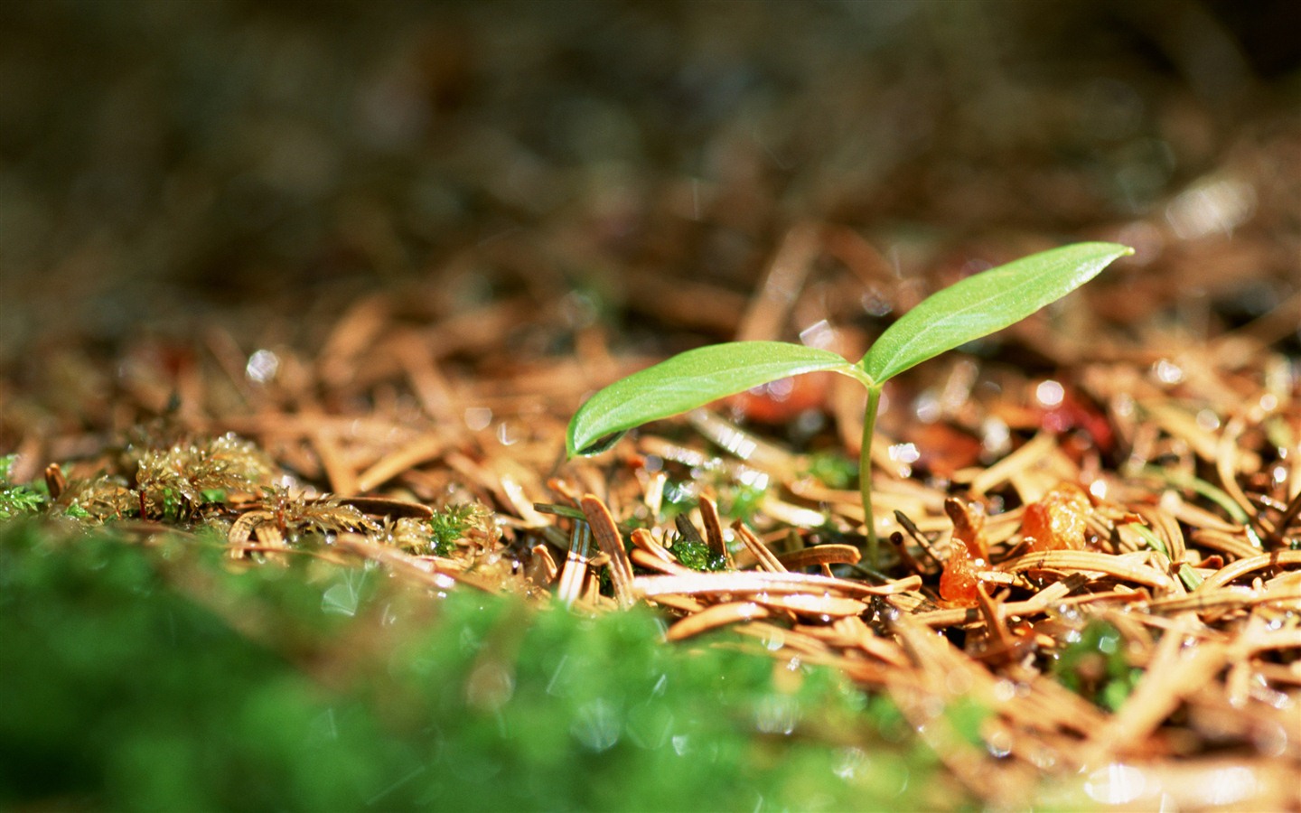 The fresh green shoots close-up wallpaper #2 - 1440x900