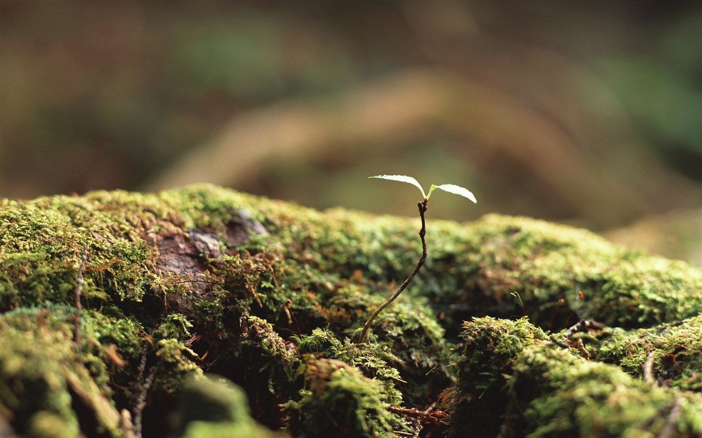 The fresh green shoots close-up wallpaper #3 - 1440x900