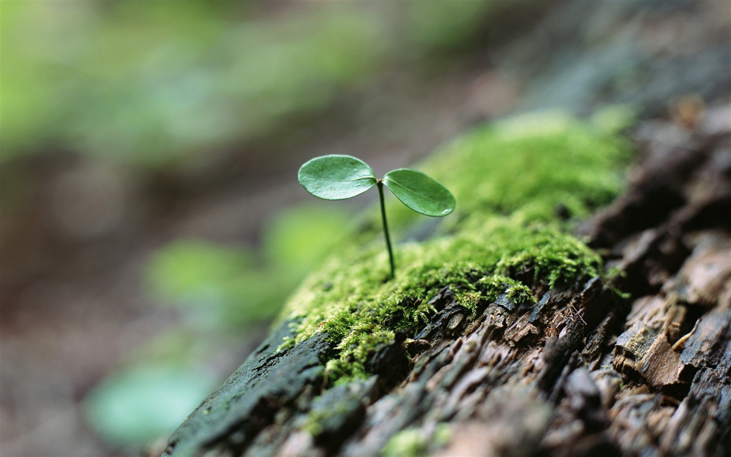 The fresh green shoots close-up wallpaper #4 - 1440x900