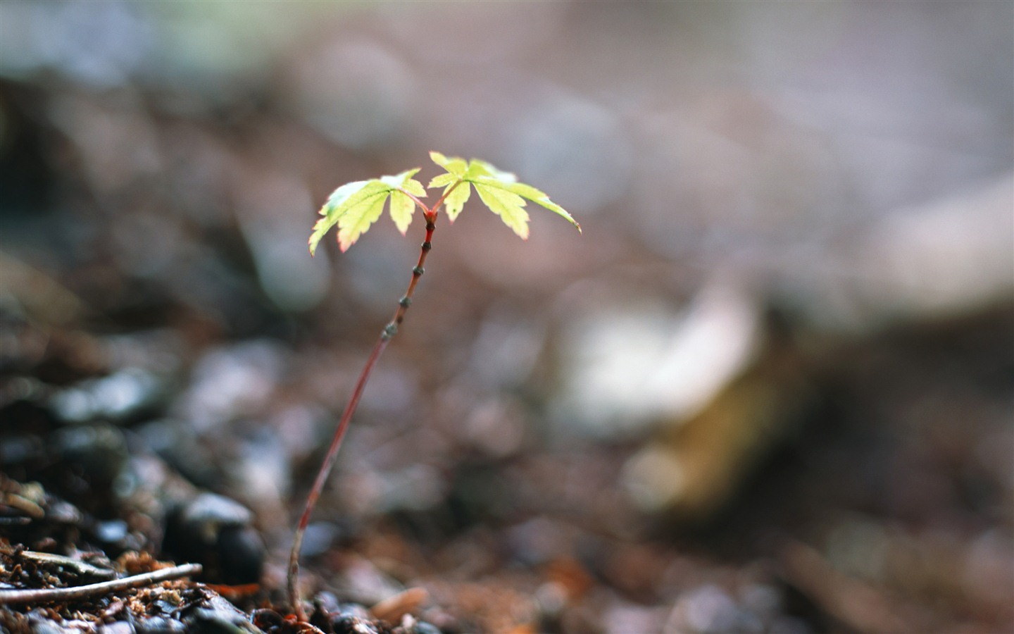 The fresh green shoots close-up wallpaper #5 - 1440x900