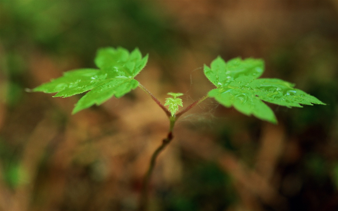 The fresh green shoots close-up wallpaper #6 - 1440x900