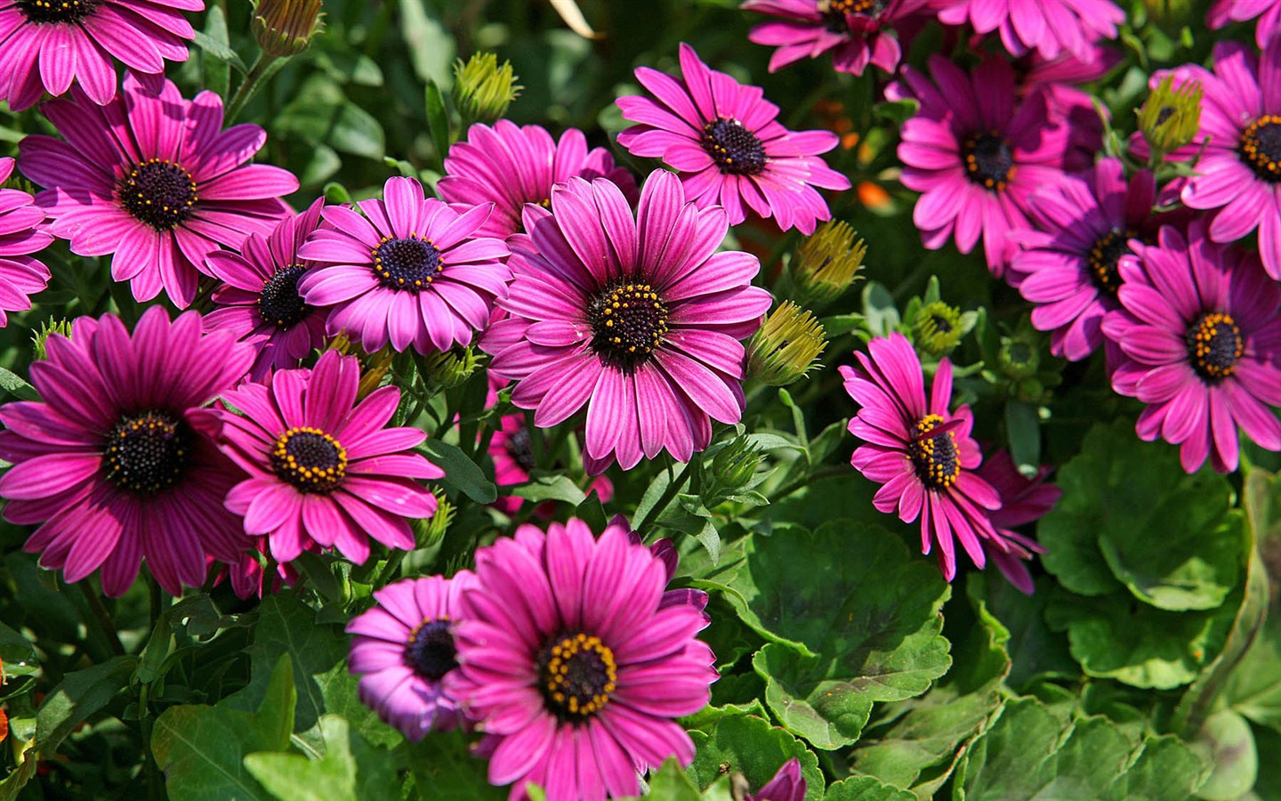 Hermosas flores de caléndula fondos de pantalla #2 - 1440x900
