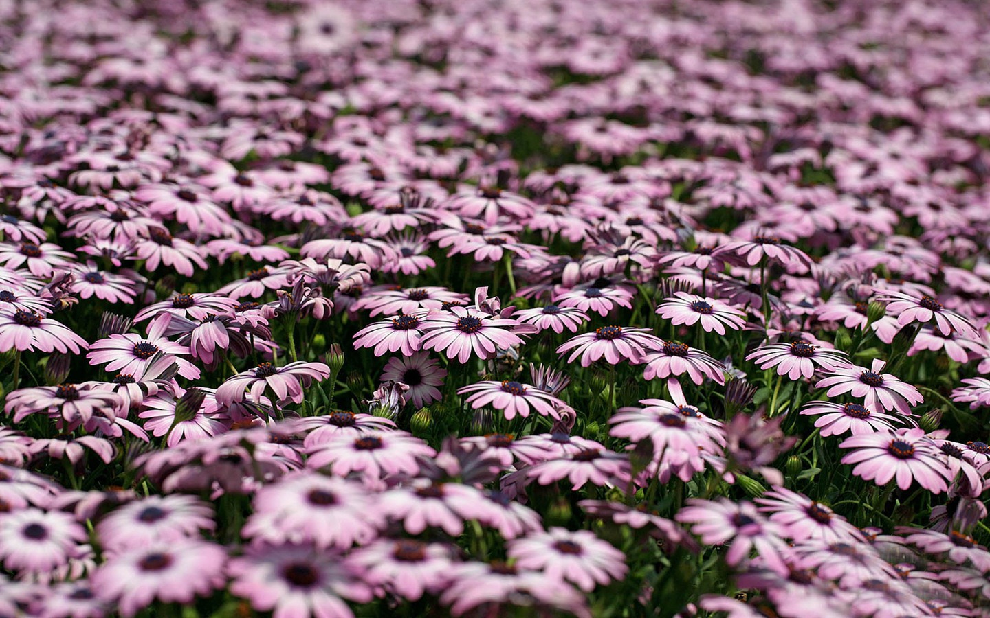 Schöne Blumen Ringelblume wallpapers #23 - 1440x900