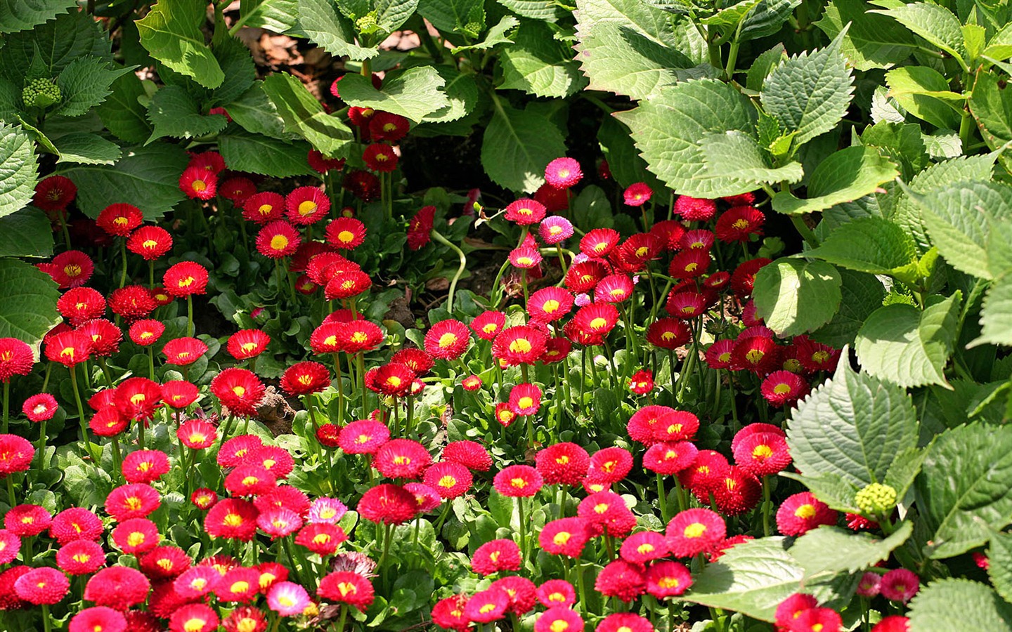 Sedmikrásky květiny close-up tapety HD #3 - 1440x900