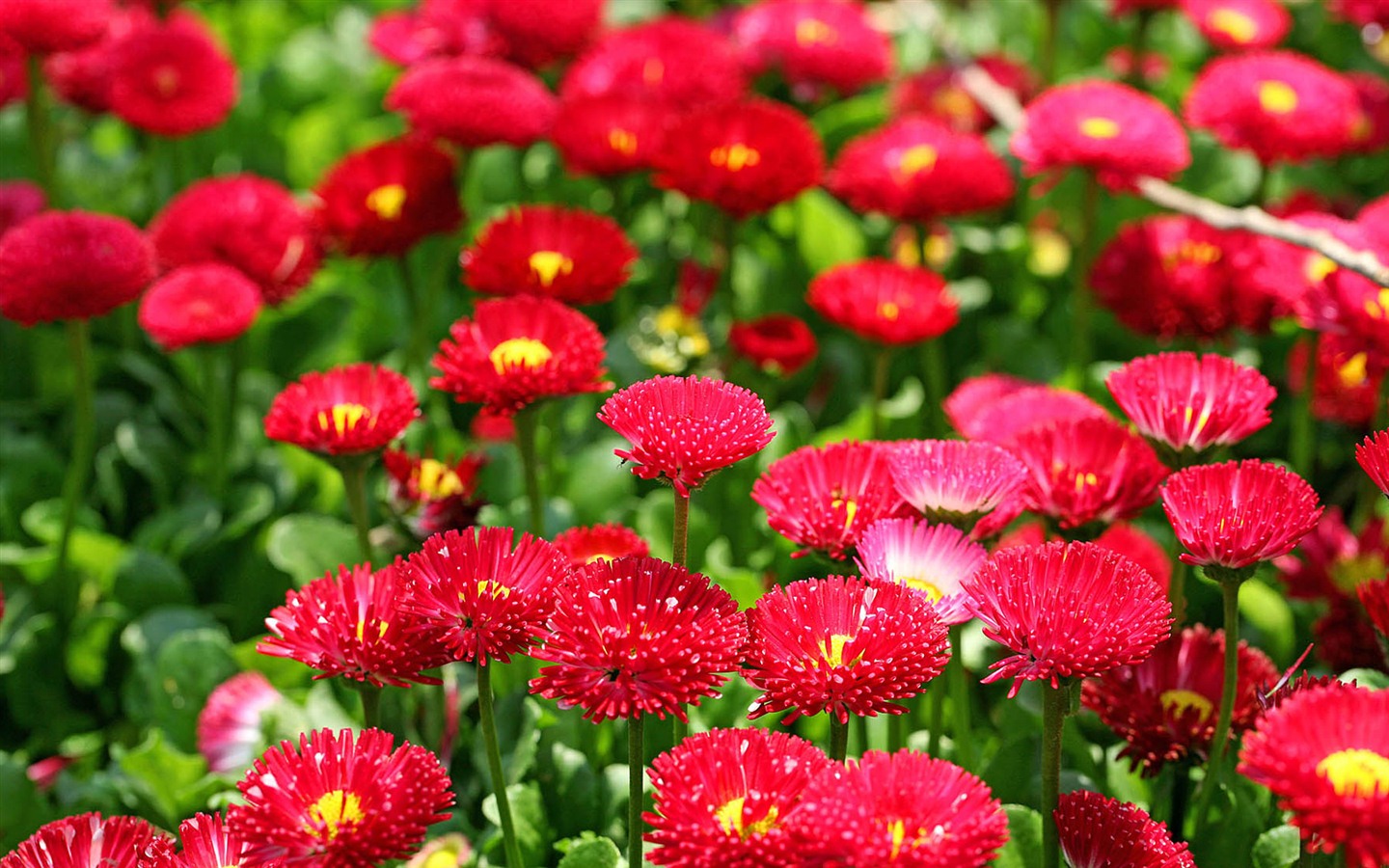 Sedmikrásky květiny close-up tapety HD #8 - 1440x900