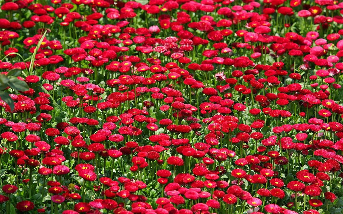 Fleurs marguerites close-up Fonds d'écran HD #12 - 1440x900