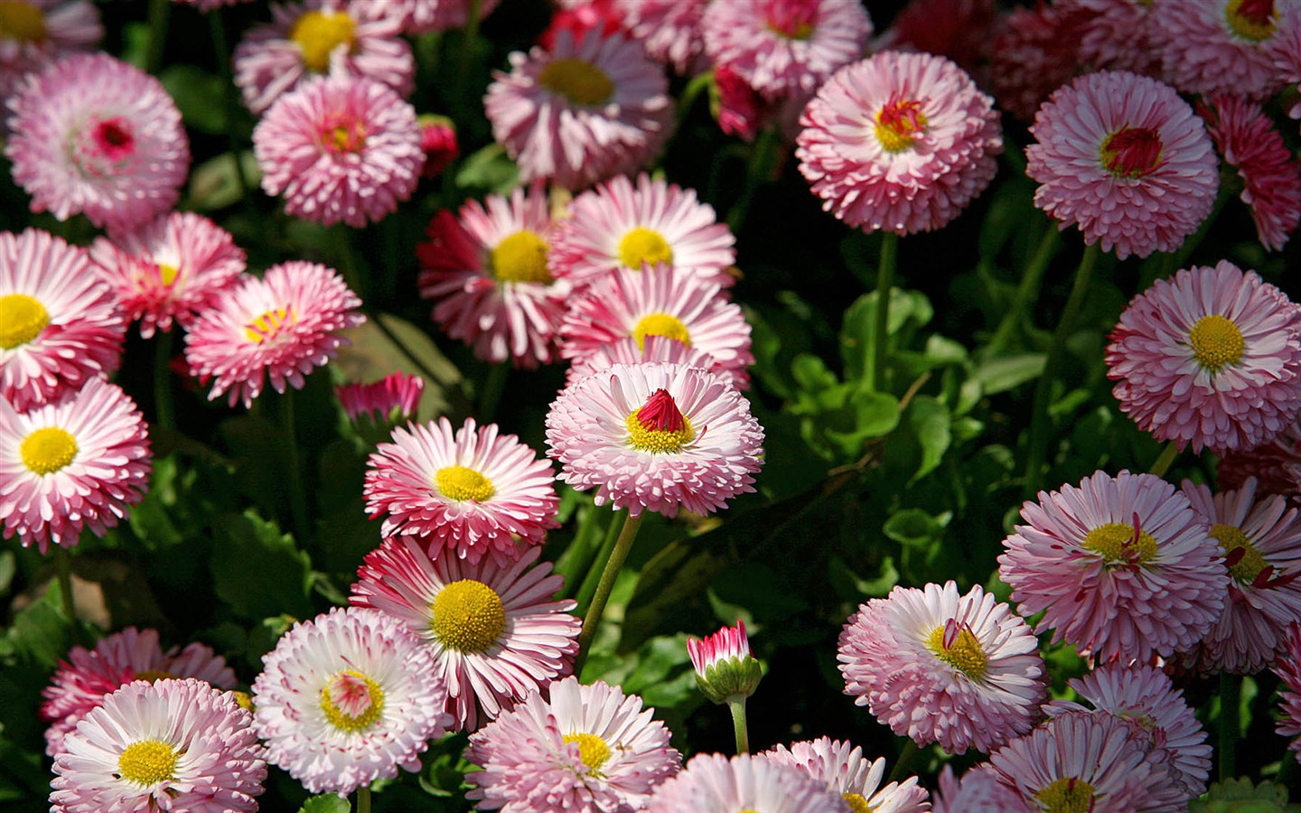 Daisies flowers close-up HD wallpapers #17 - 1440x900
