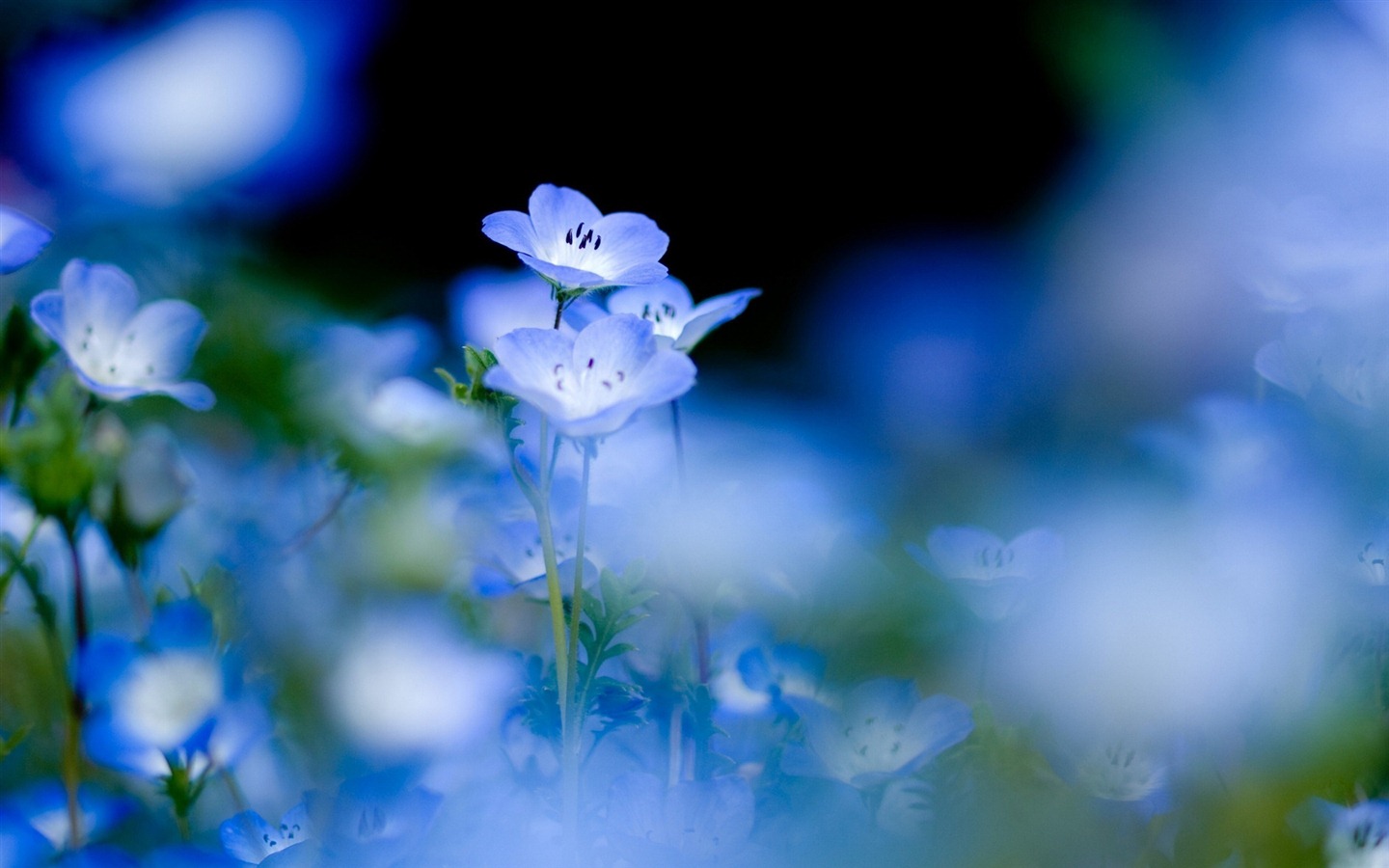 小さな美しい忘れな草の花のHDの壁紙 #5 - 1440x900