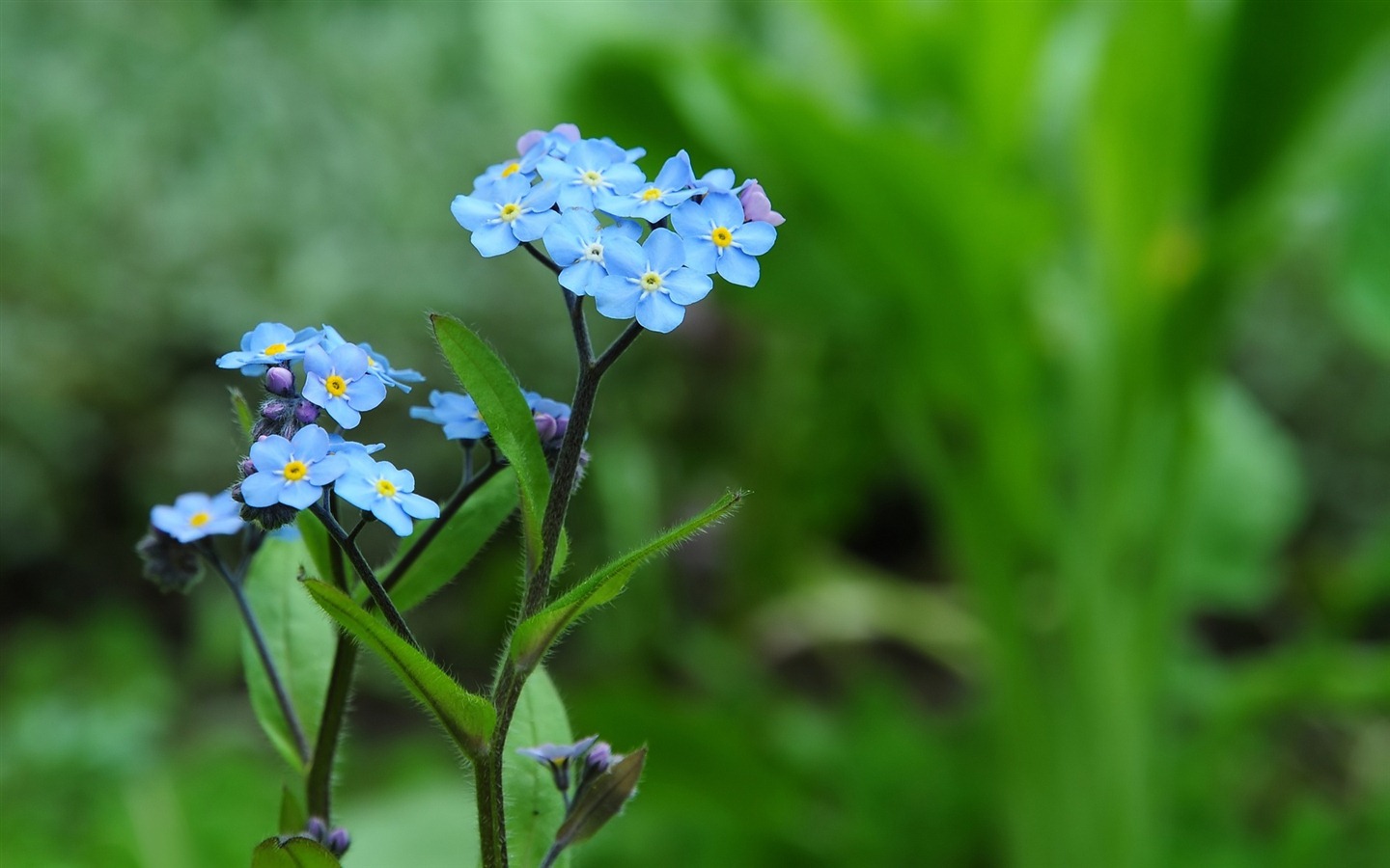 Malé a krásné forget-me-květiny HD tapetu #12 - 1440x900