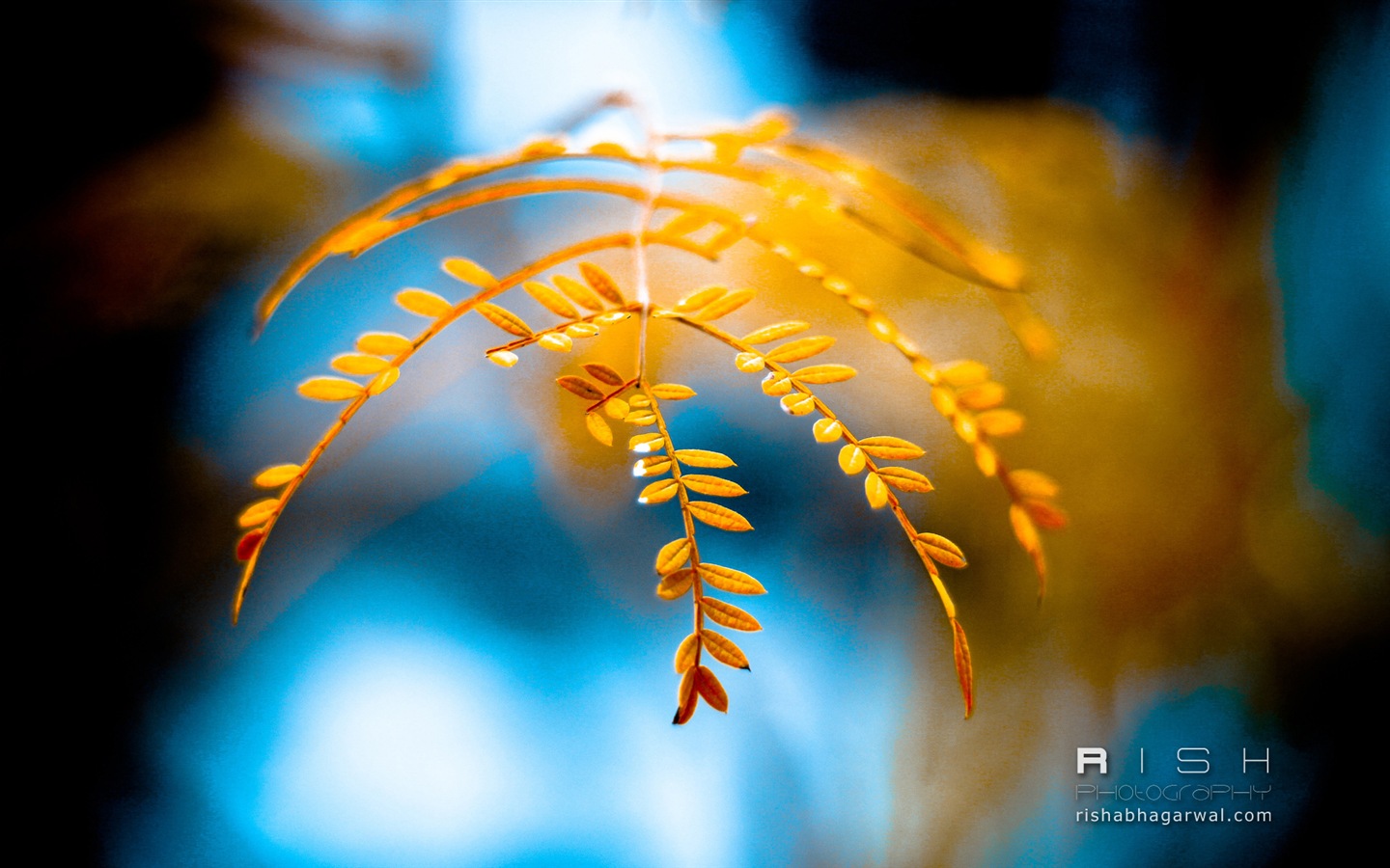 Windows 8 Wallpapers: Moments Captured #4 - 1440x900