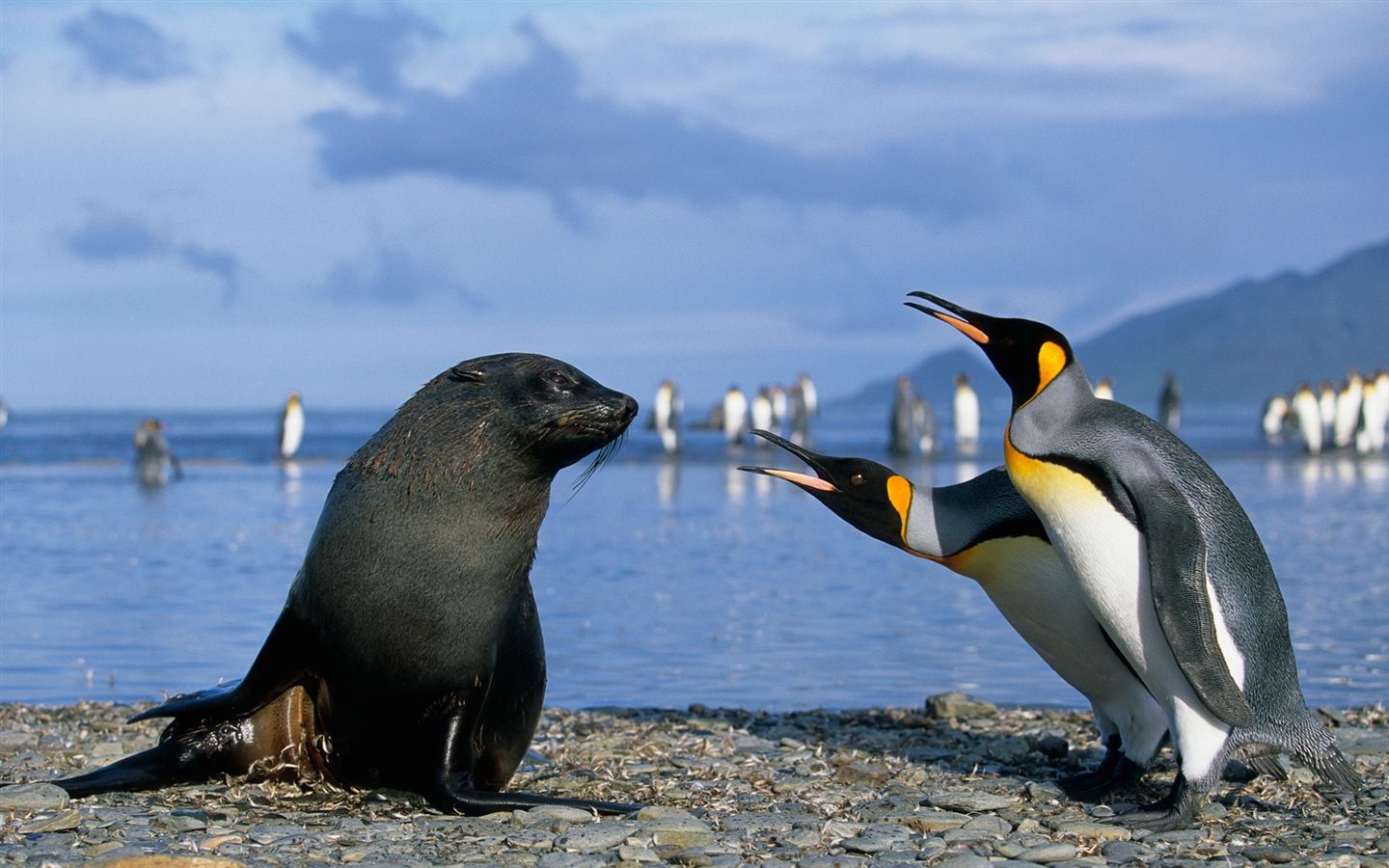 Windows 8 обоев: Антарктика, Snow пейзажи, антарктические пингвины #14 - 1440x900