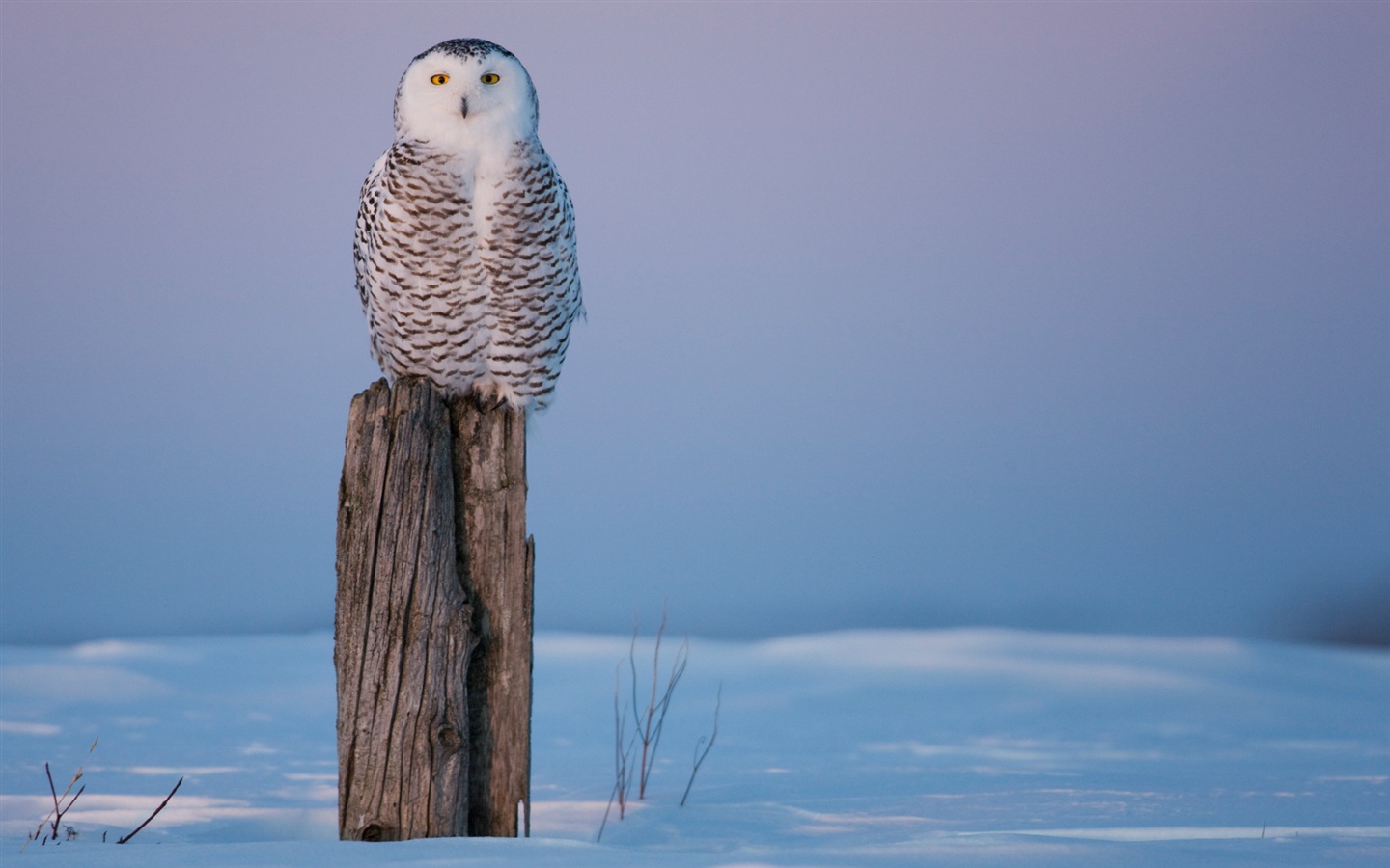 윈도우 8 배경 화면 : 북극의 자연 생태 경관, 북극 동물 #2 - 1440x900