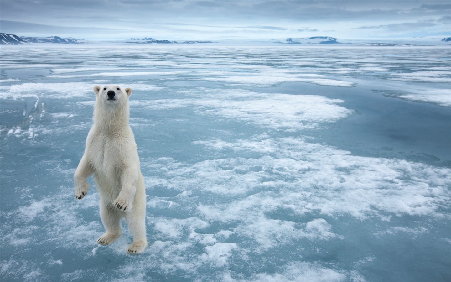 Windows 8 壁纸：北极圈，自然生态风景，北极动物6 - 1440x900