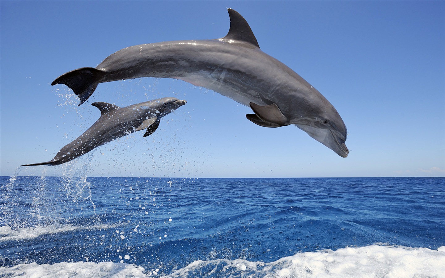 Windows 8 тема обоев: элегантная дельфинов #1 - 1440x900