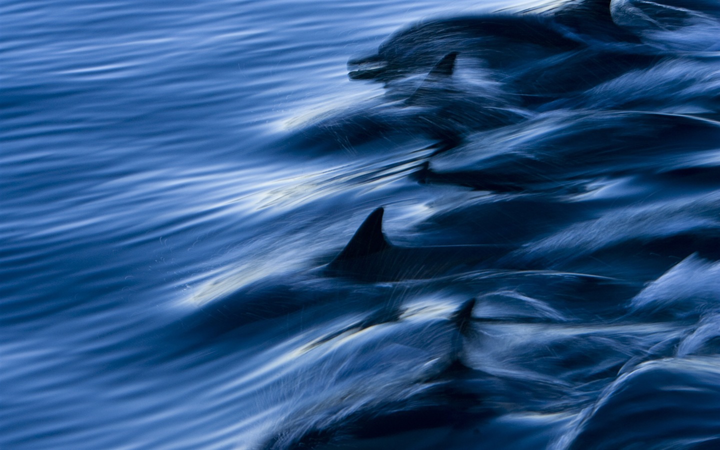 Windows 8 тема обоев: элегантная дельфинов #3 - 1440x900