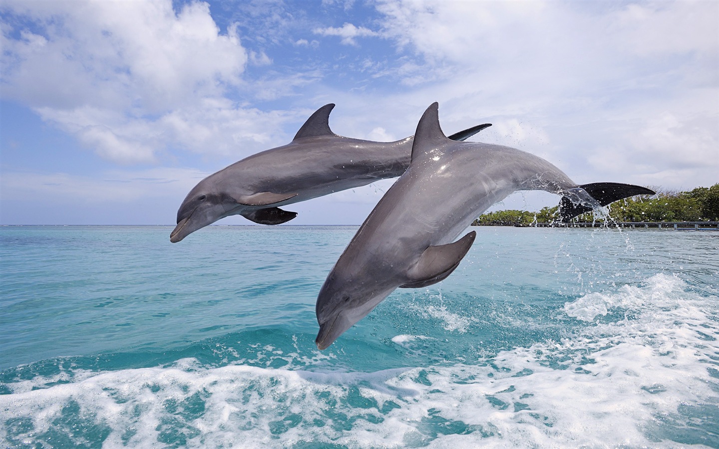 Fond d'écran thème Windows 8: les dauphins élégantes #6 - 1440x900