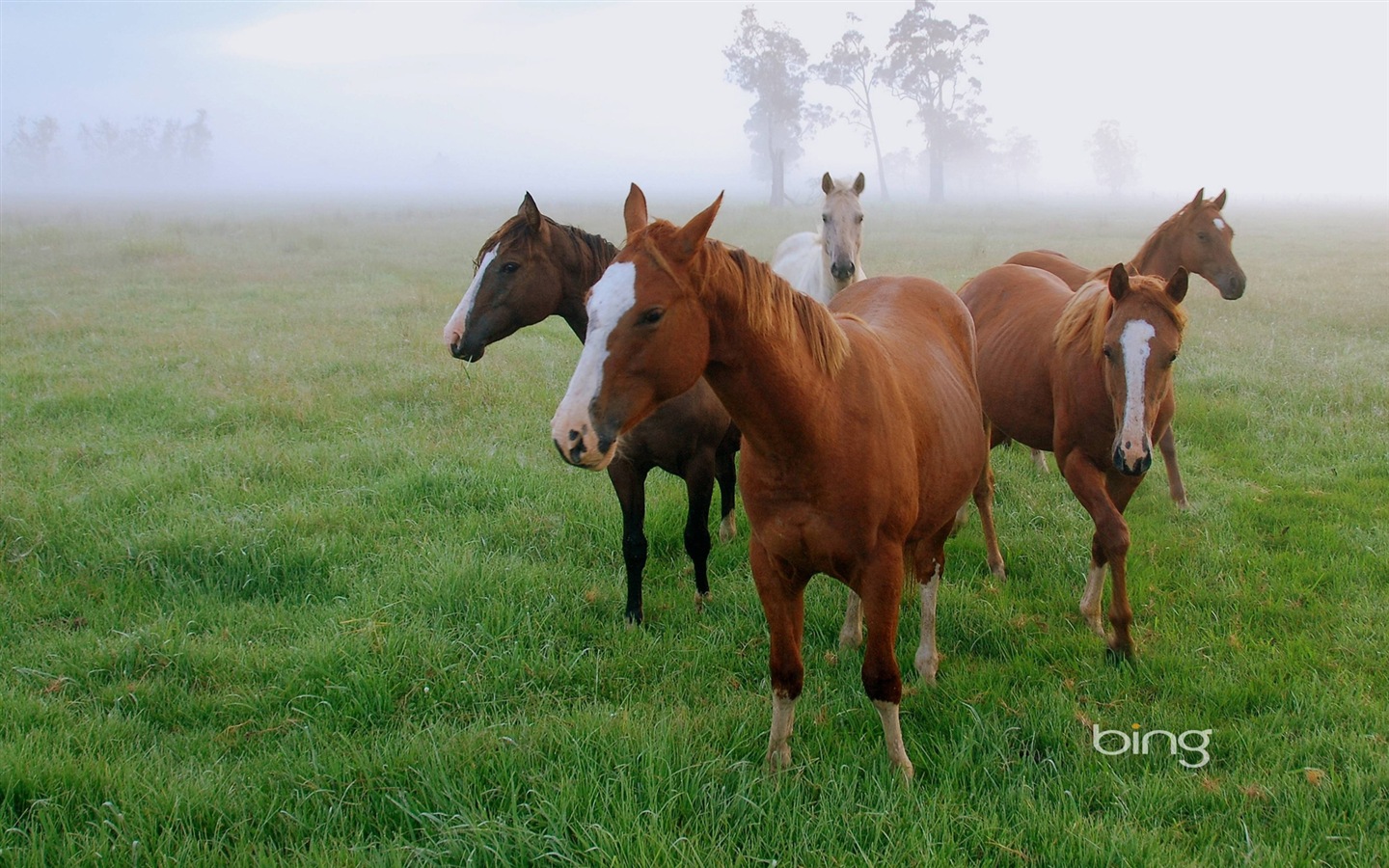 Bing Australie thème fonds d'écran HD, animaux, nature, bâtiments #9 - 1440x900