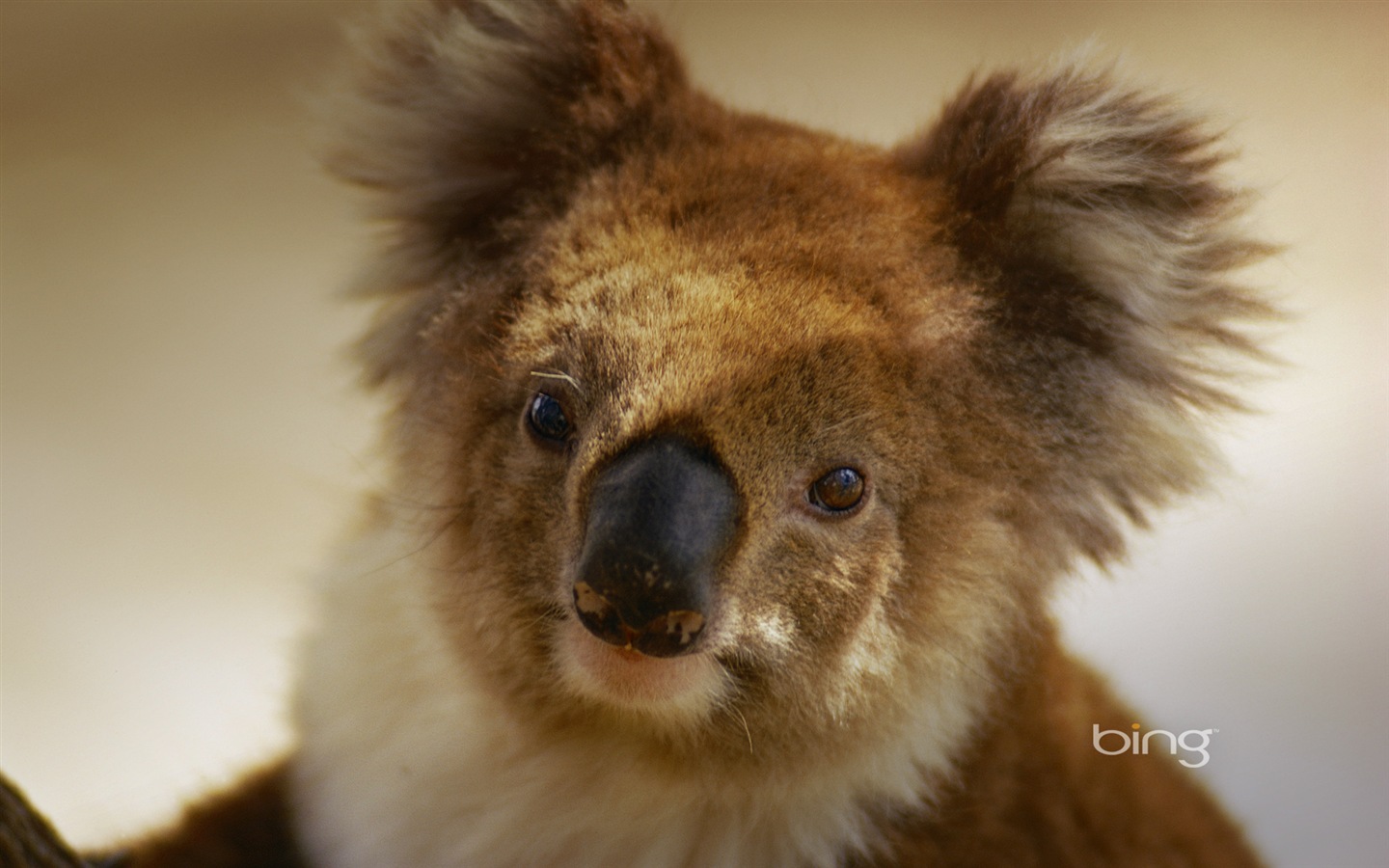 Microsoft Bing тему HD обои, Австралия, город, пейзаж, животные #3 - 1440x900