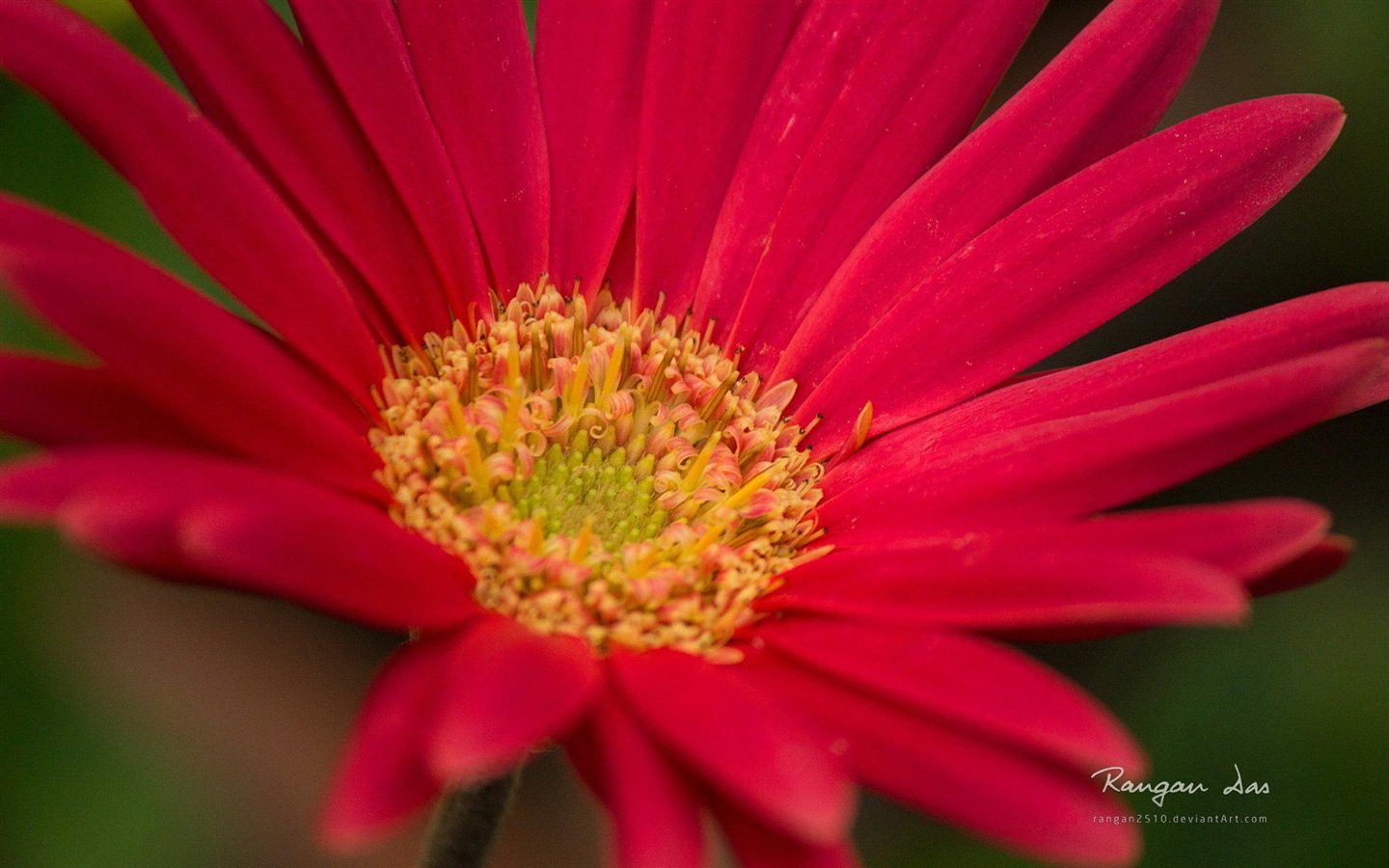 Windows 8の花、鳥、蝶HDの壁紙 #6 - 1440x900