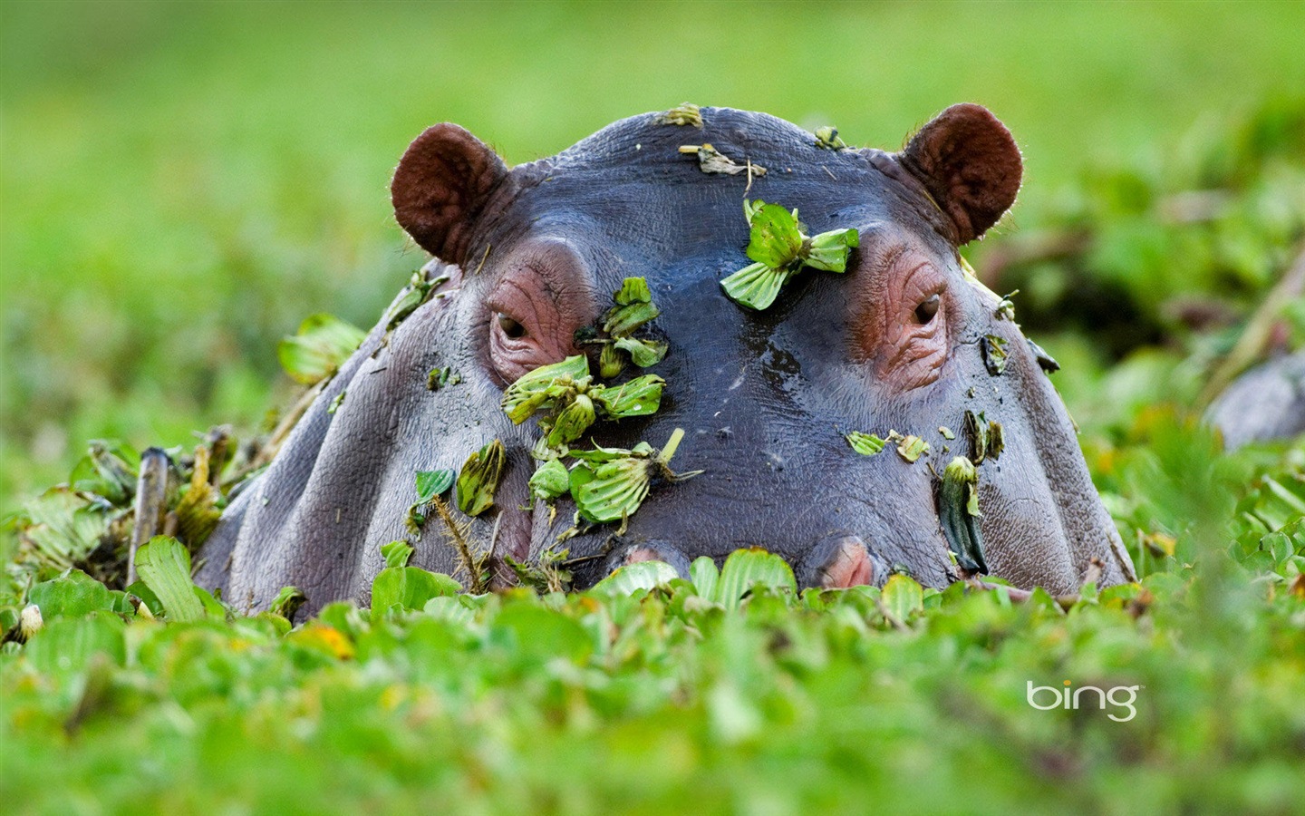 2013 Bing animaux officielles et fonds d'écran HD de paysage #2 - 1440x900