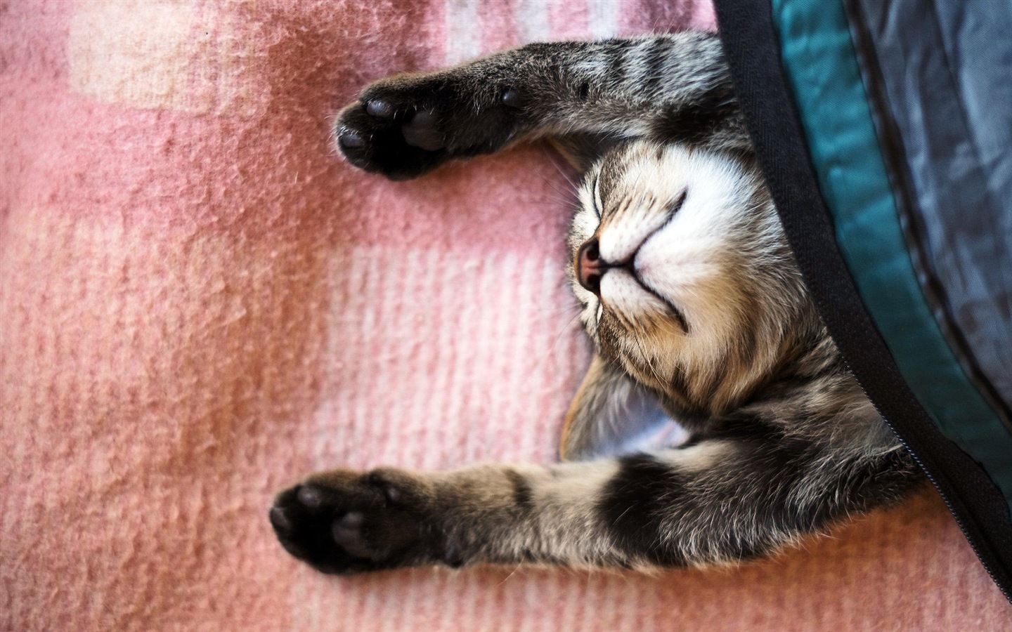 Zábavné vtipné kočka tapety #5 - 1440x900