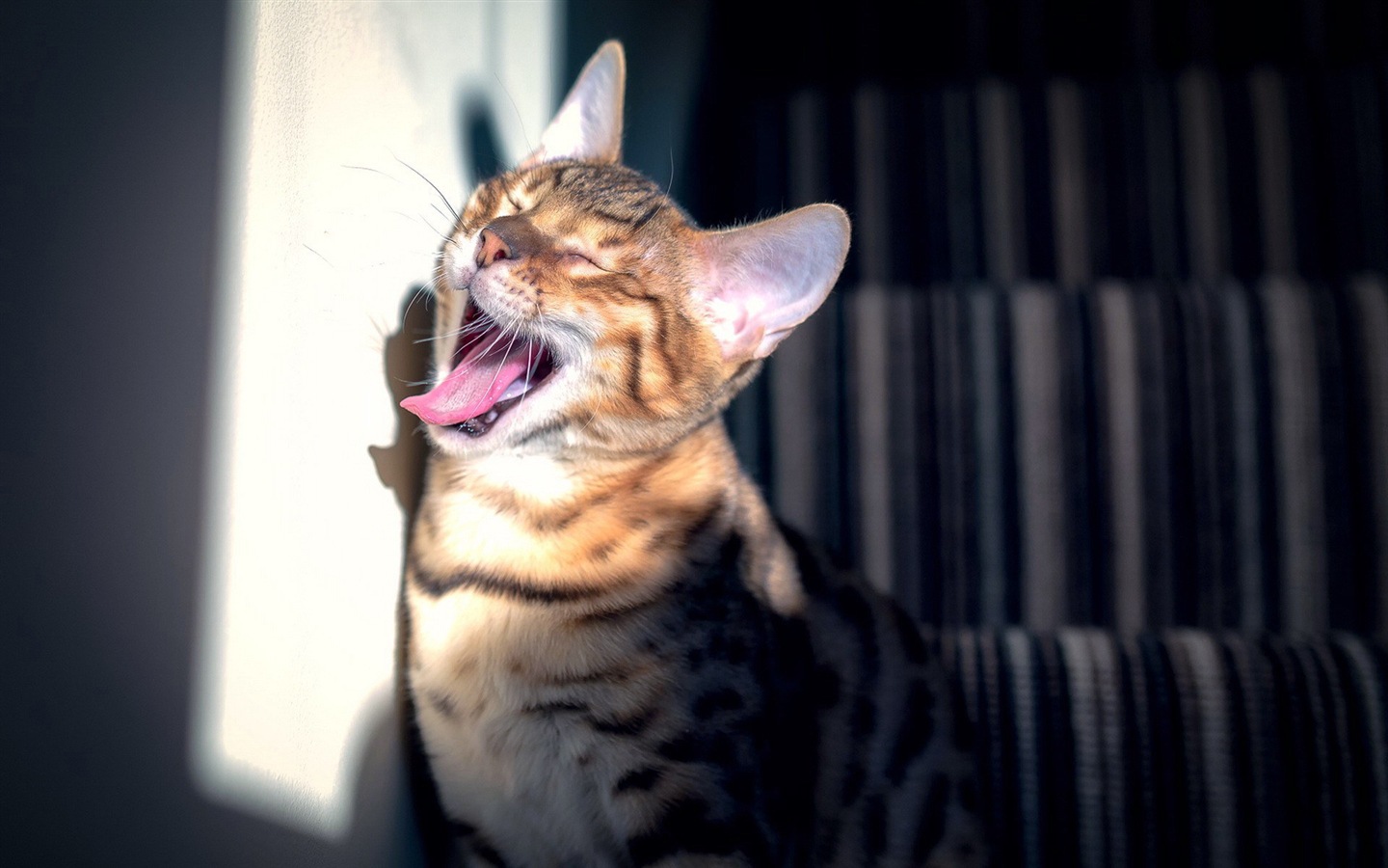 Fun funny cat HD Wallpaper #8 - 1440x900