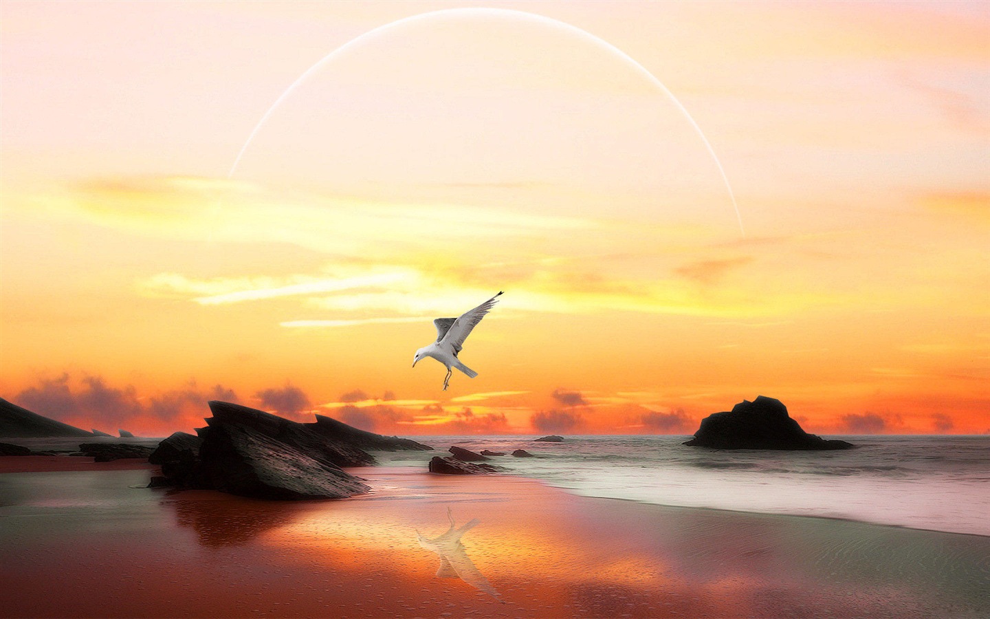 海上的鳥 海鷗高清壁紙 #8 - 1440x900