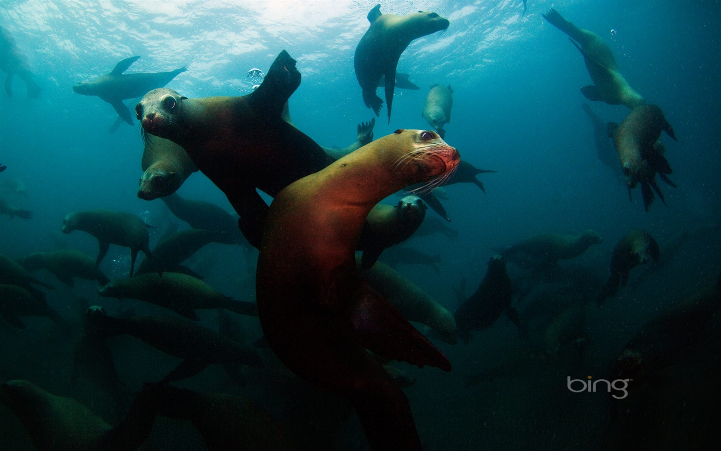 2013 Bing 必應秋季風景、動物、城市高清壁紙 #6 - 1440x900