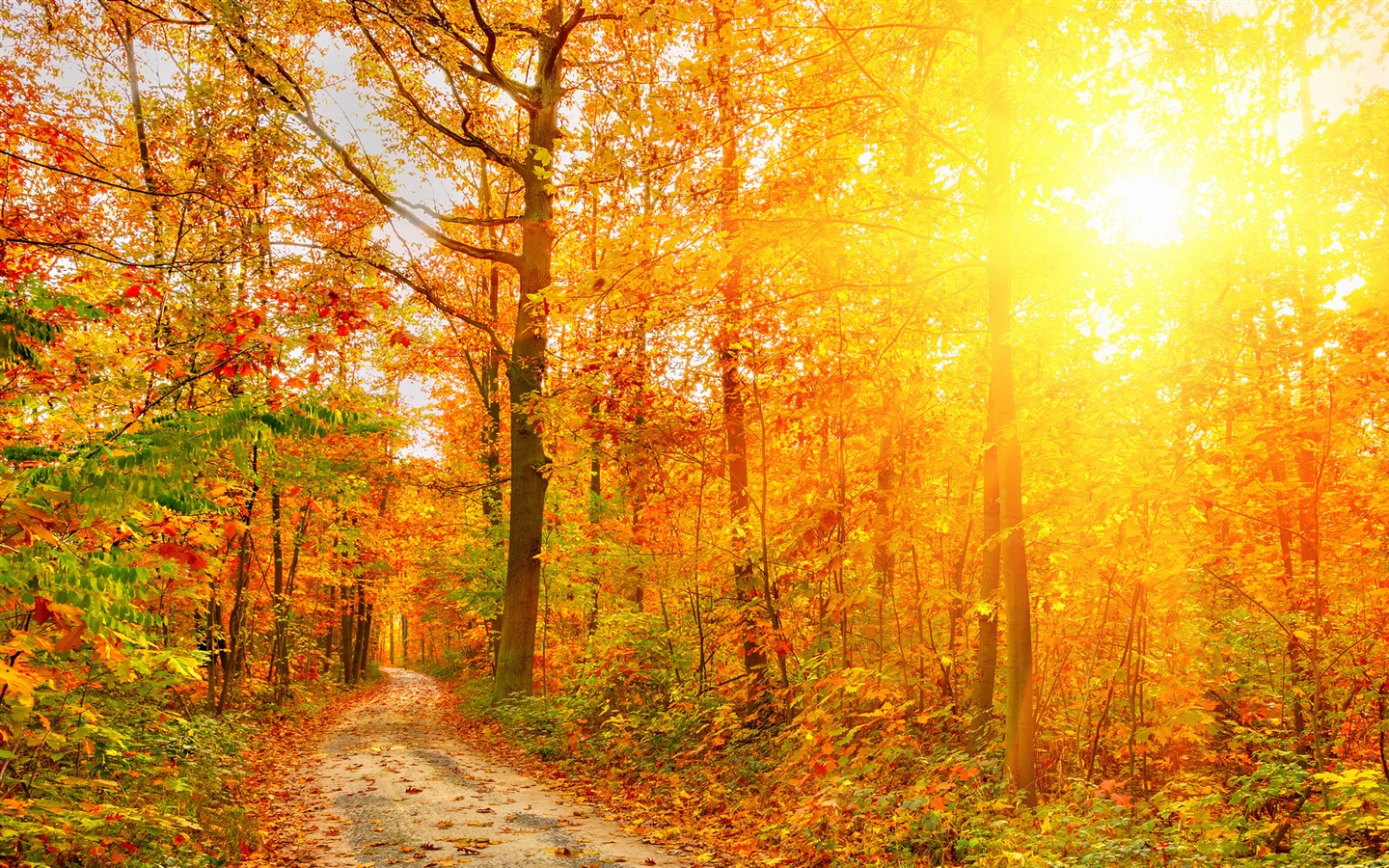 가을 붉은 숲 나무의 HD 벽지를 나뭇잎 #3 - 1440x900