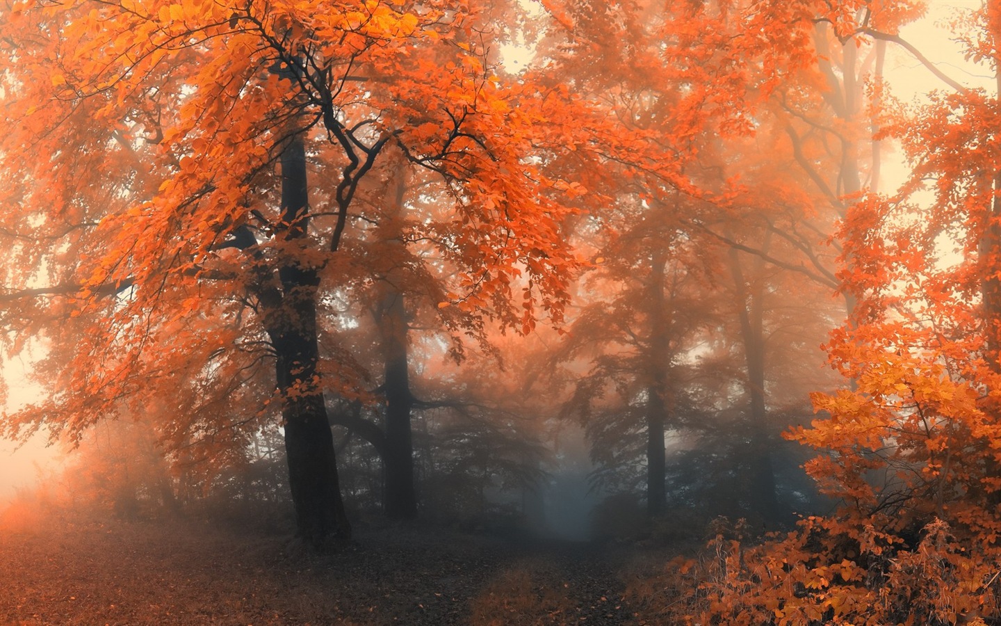 秋季紅葉森林樹木 高清壁紙 #12 - 1440x900