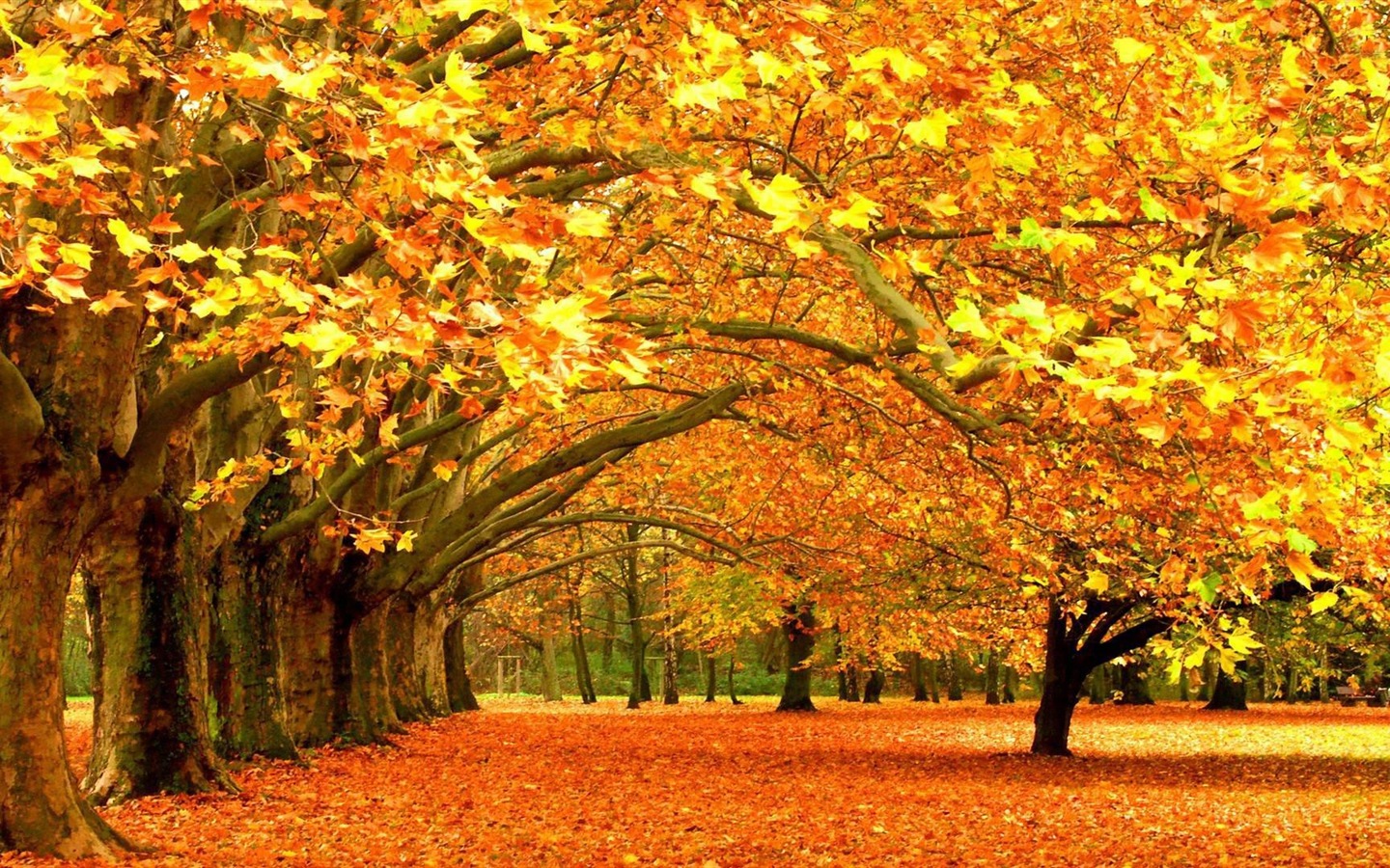 ОС Windows 8.1 HD обои темы: красивые осенние листья #6 - 1440x900