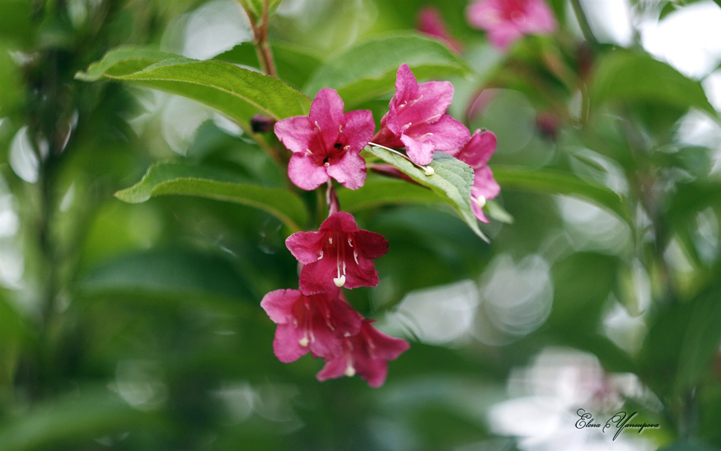 윈도우 8 테마 배경 화면의 HD : 아름다운 꽃 #7 - 1440x900