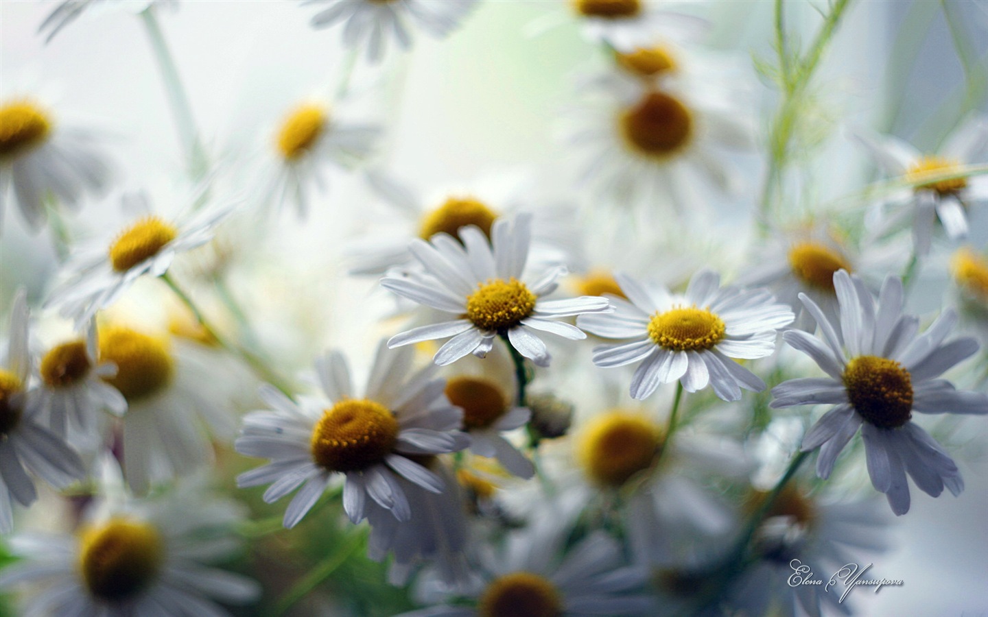 윈도우 8 테마 배경 화면의 HD : 아름다운 꽃 #13 - 1440x900