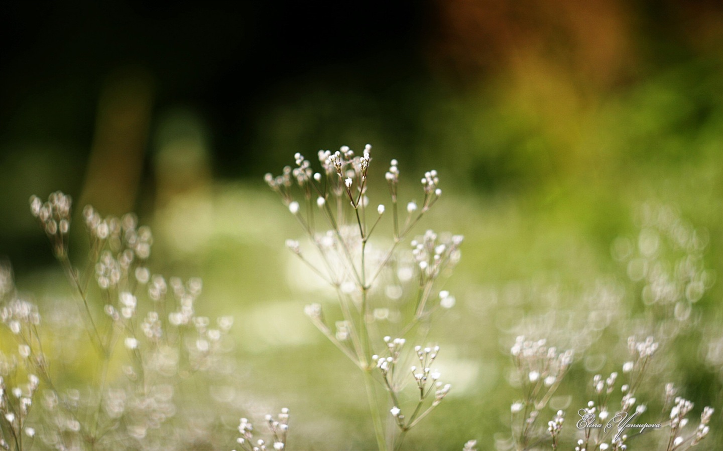 Windows 8 Theme HD Fonds d'écran: Belles fleurs #14 - 1440x900