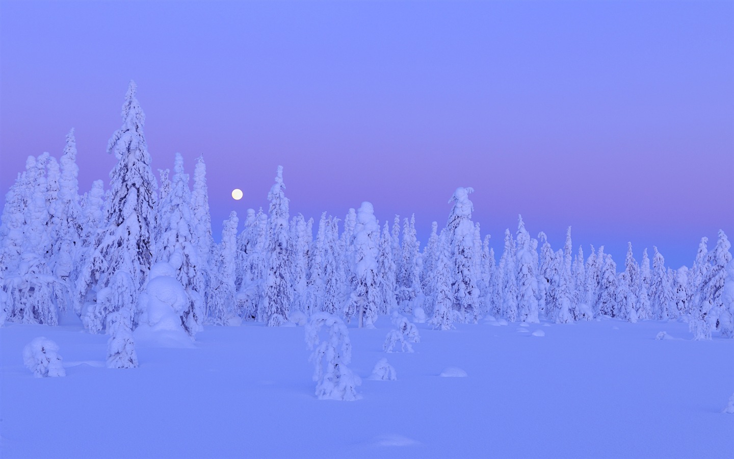 Windows 8 主题高清壁纸：冬季雪的夜景12 - 1440x900