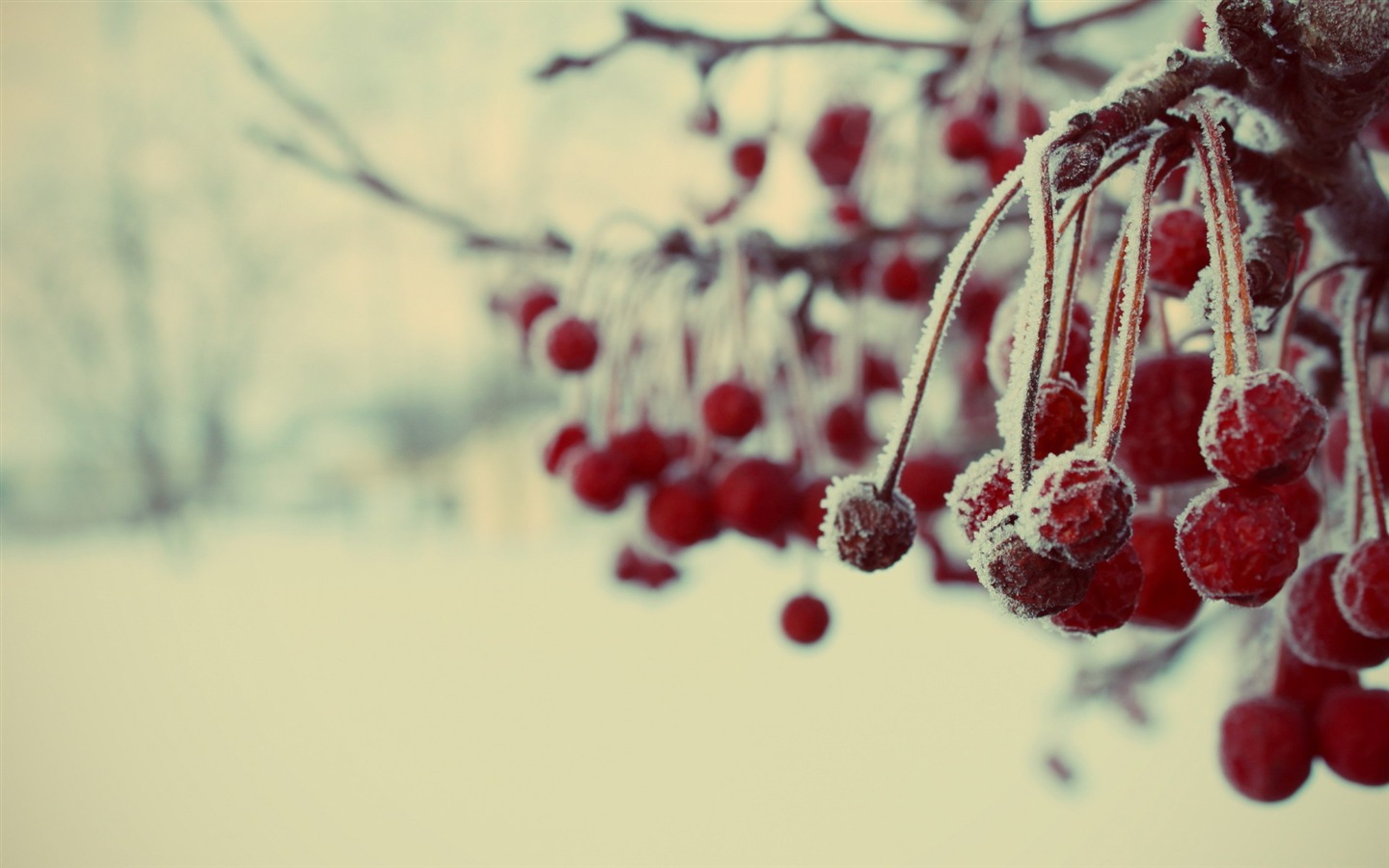 겨울 딸기, 서리 눈의 HD 배경 화면 #3 - 1440x900