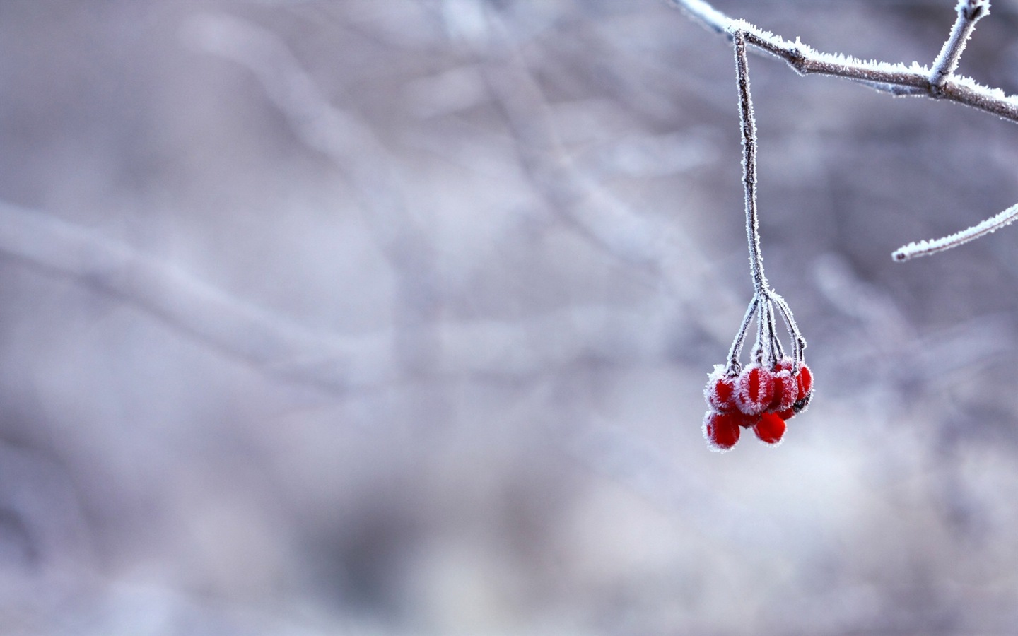 겨울 딸기, 서리 눈의 HD 배경 화면 #10 - 1440x900