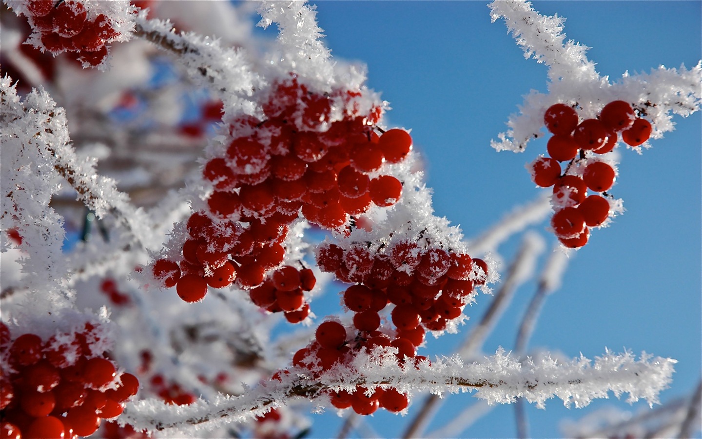 冬天的漿果 霜凍冰雪壁紙 #14 - 1440x900