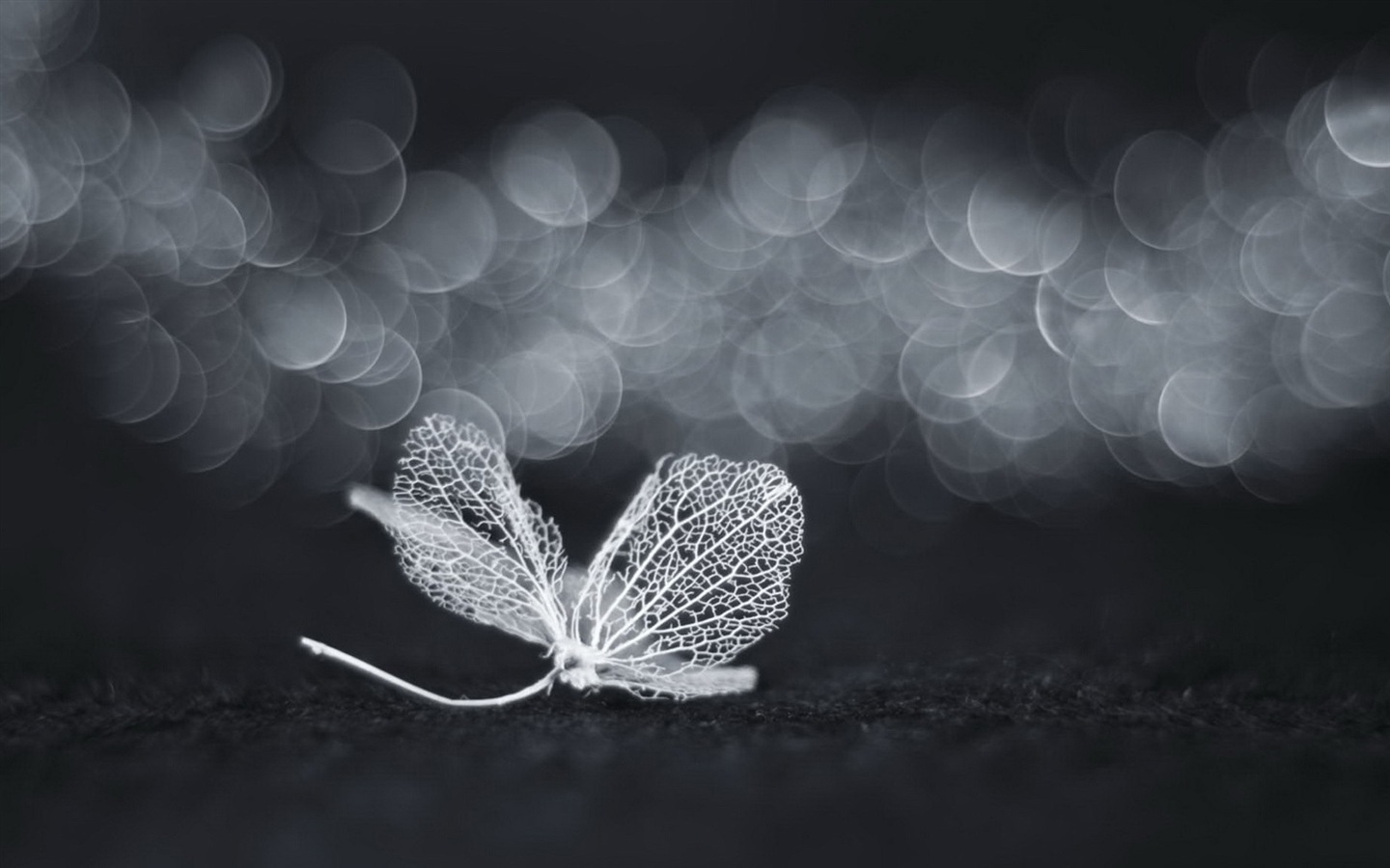 Leaf vein HD photography wallpaper #7 - 1440x900