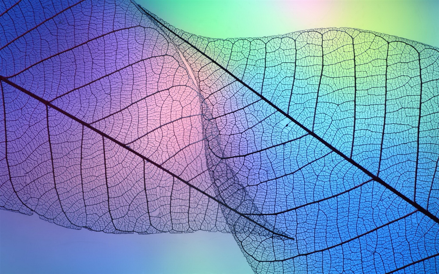 叶子的脉络 高清摄影壁纸9 - 1440x900