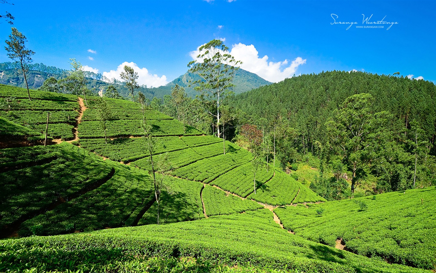 Sri Lanka Landschaftsstil, Windows 8 Theme Wallpaper #6 - 1440x900