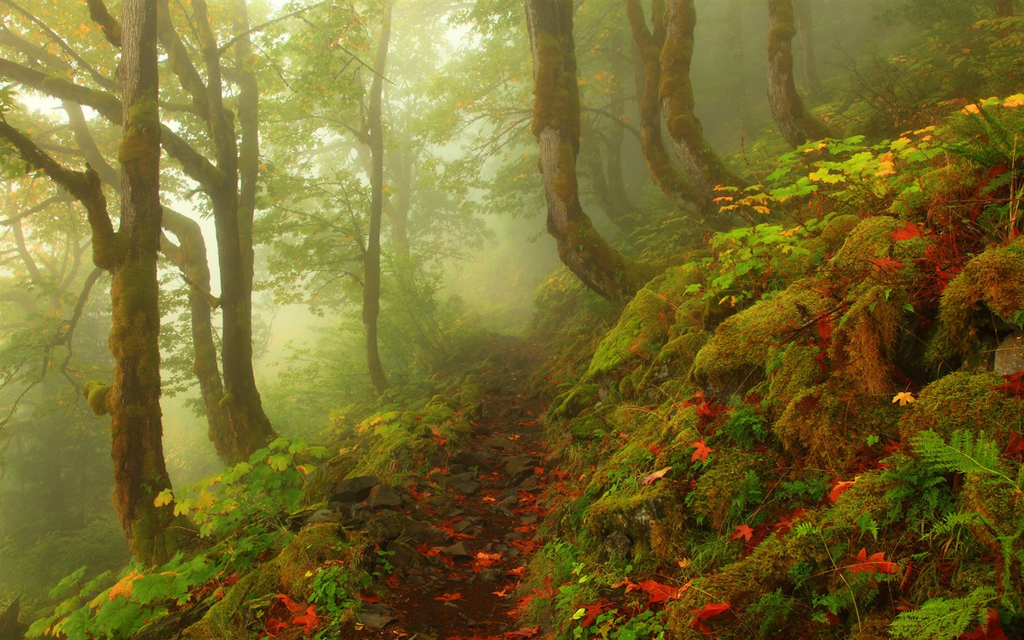 안개가 나뭇잎과 나무의 HD 배경 화면 #4 - 1440x900