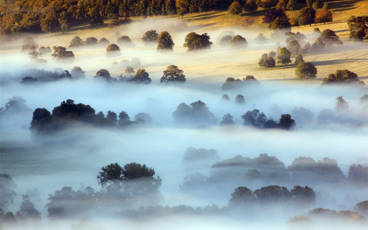 Hojas de otoño de niebla y los árboles fondos de pantalla de alta definición #6 - 1440x900